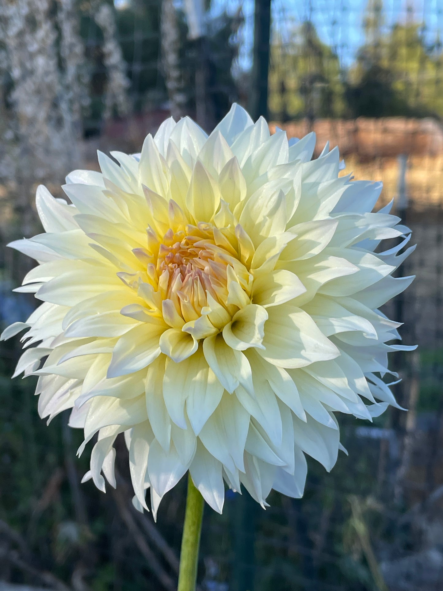 Tahoma Early Dawn