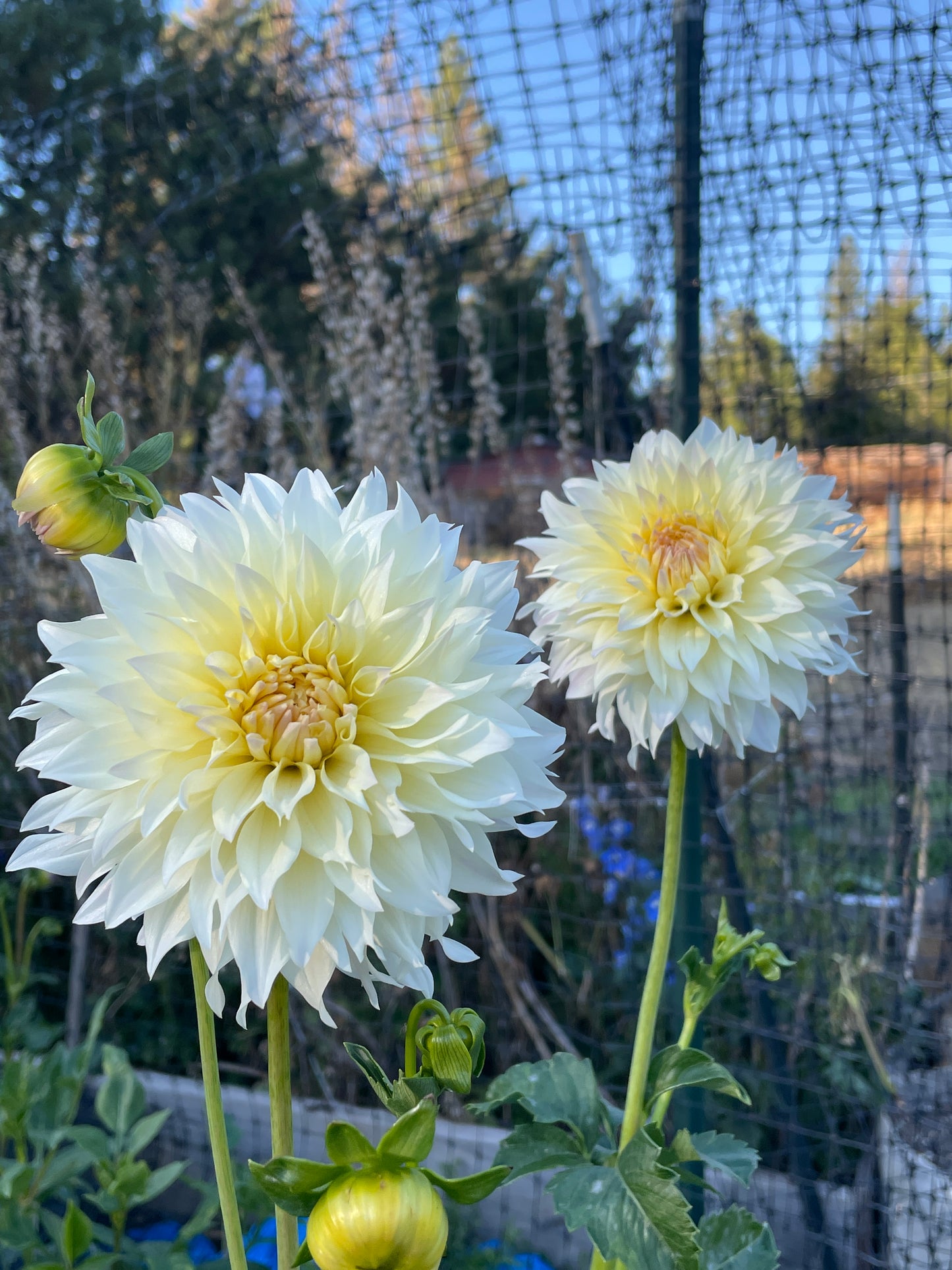 Tahoma Early Dawn