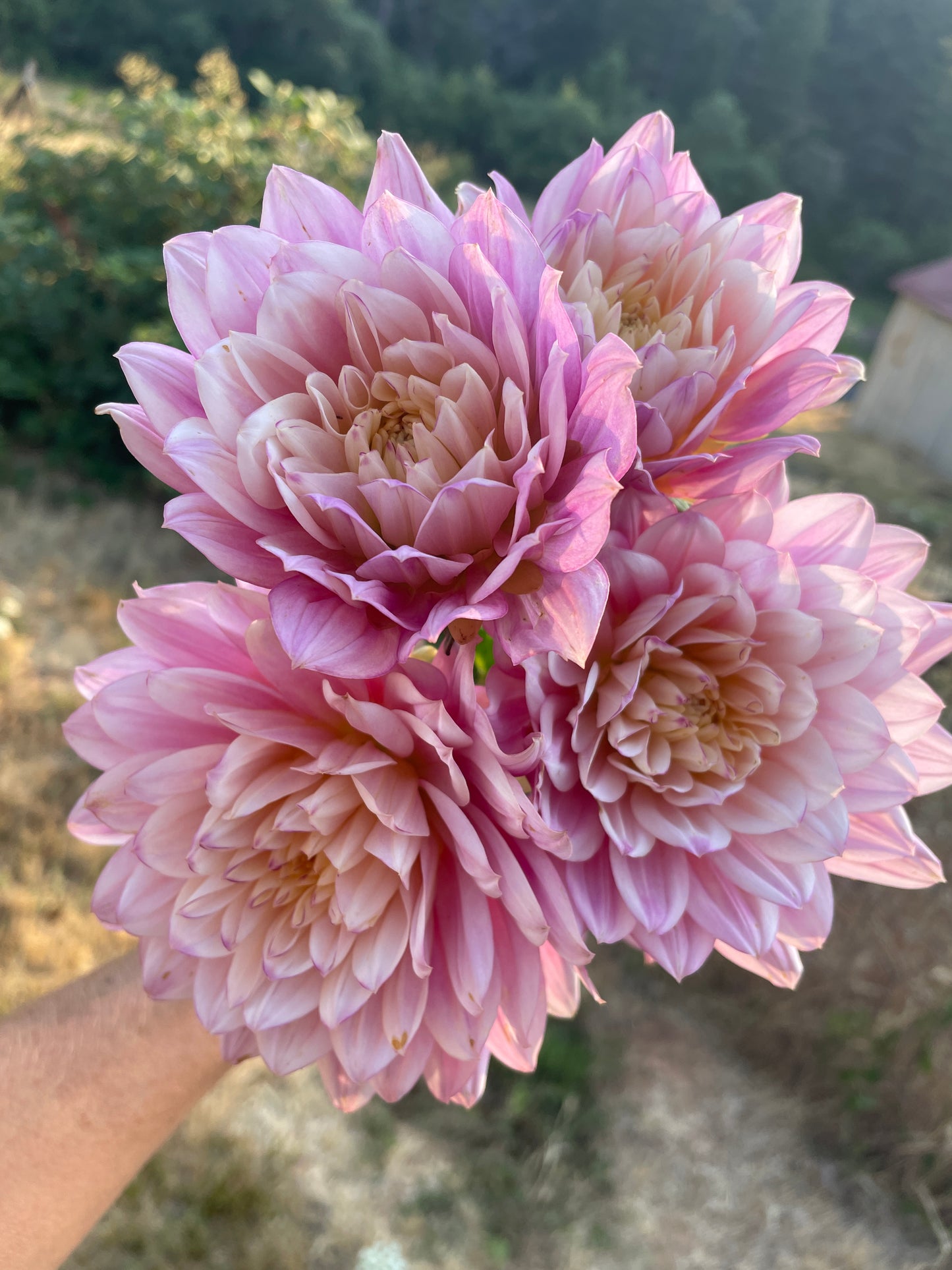Hollyhill Pink Martini
