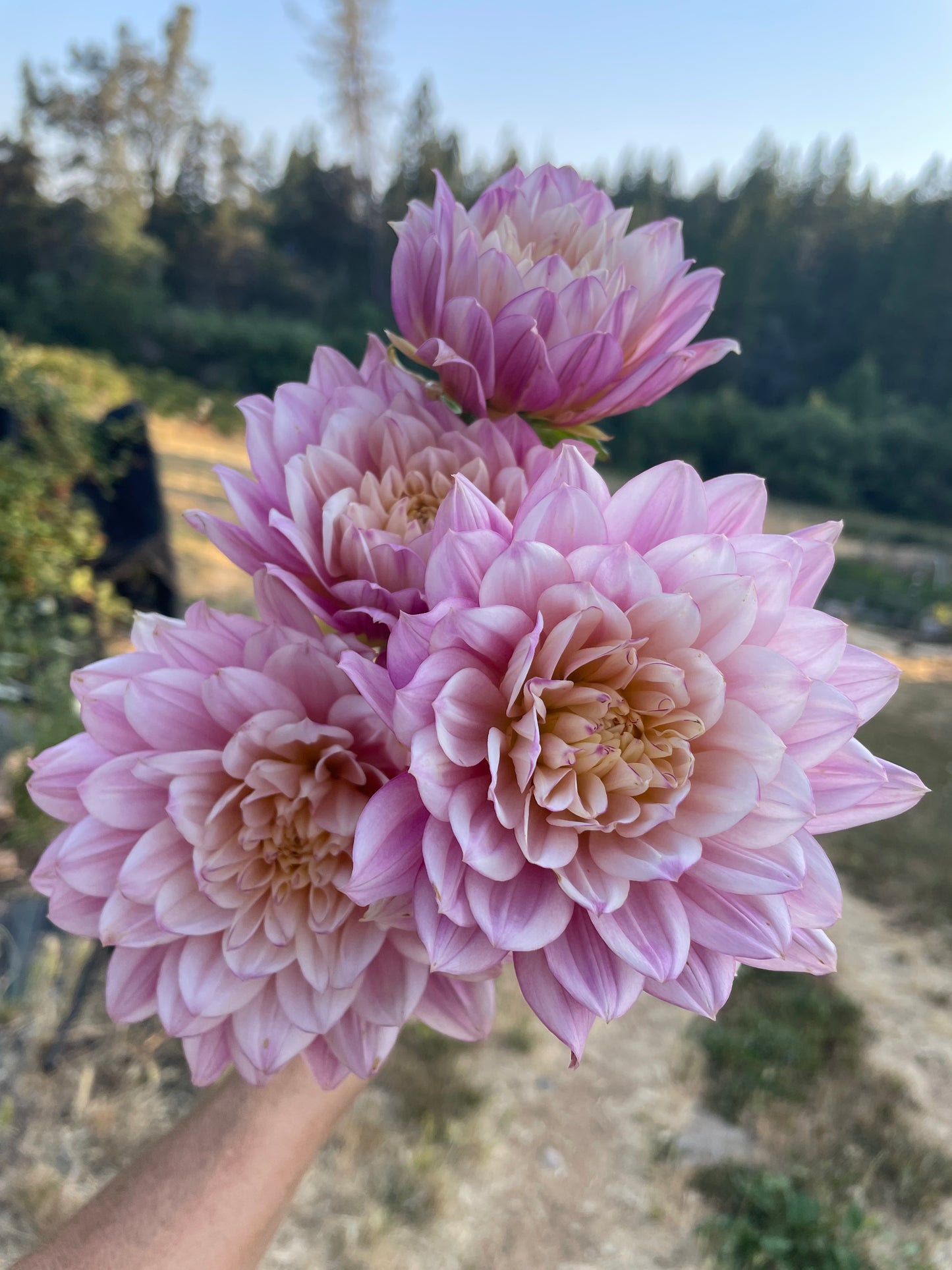 Hollyhill Pink Martini