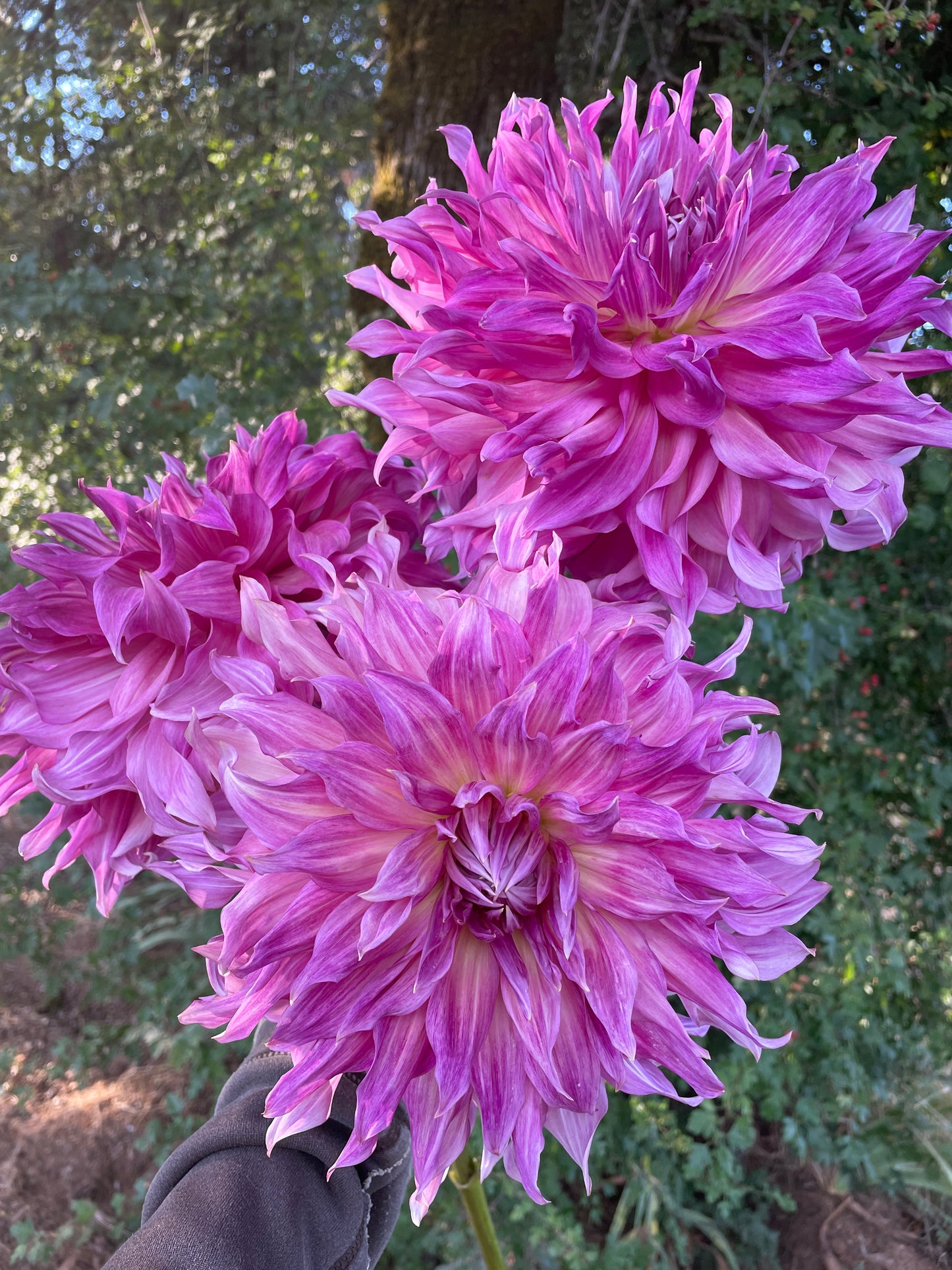 Penhill Dark Monarch