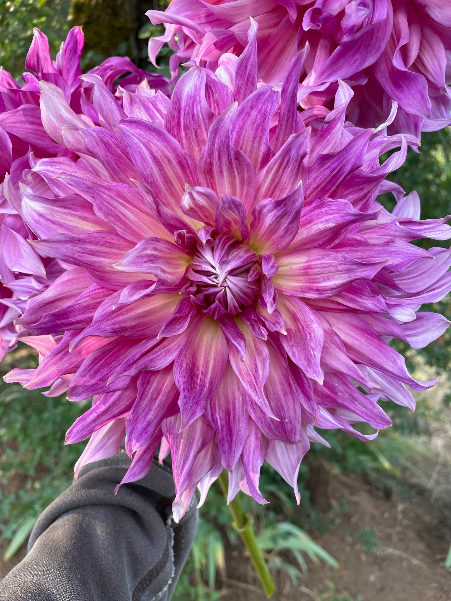 Penhill Dark Monarch