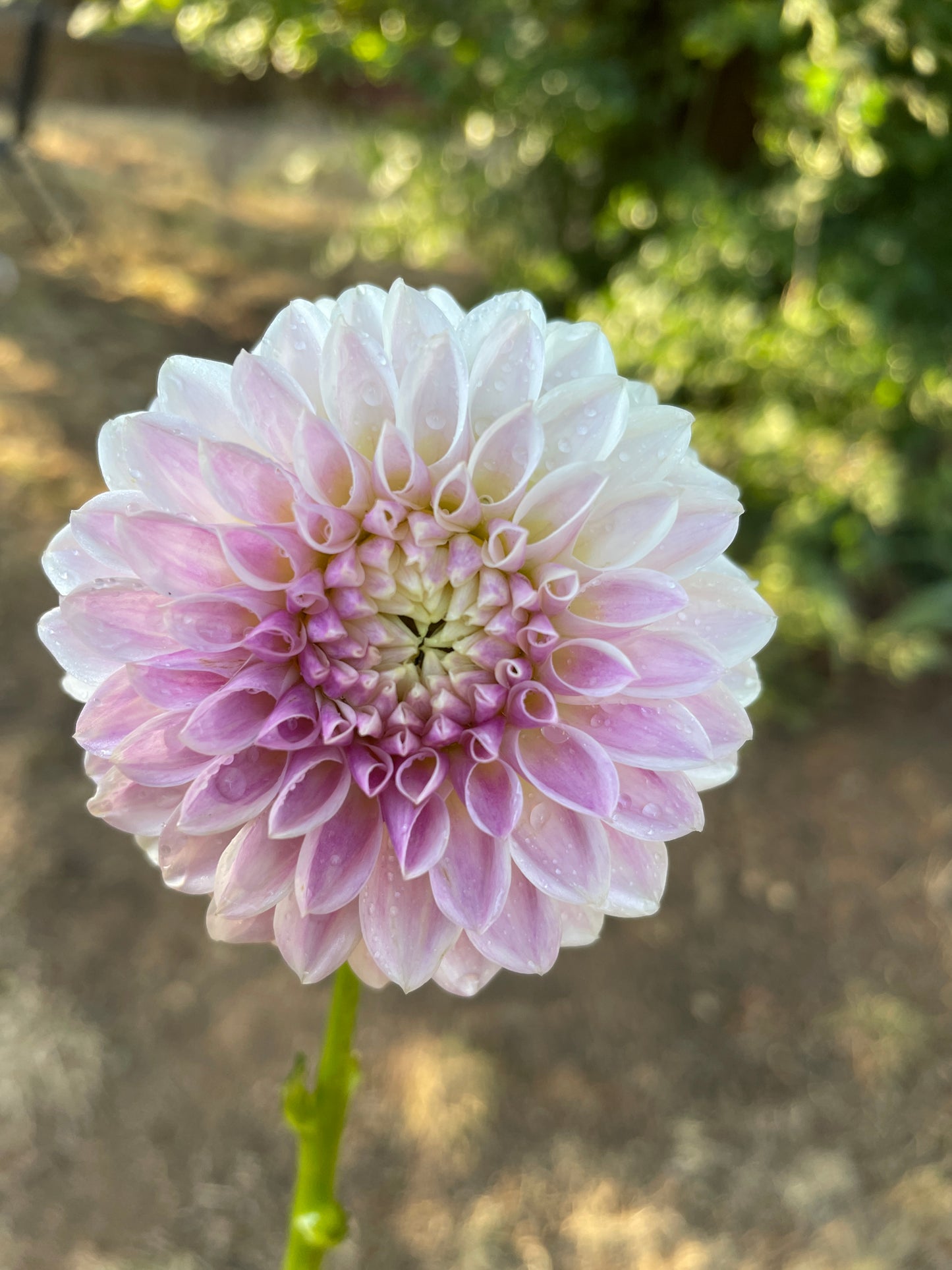 Tahoma Kelli