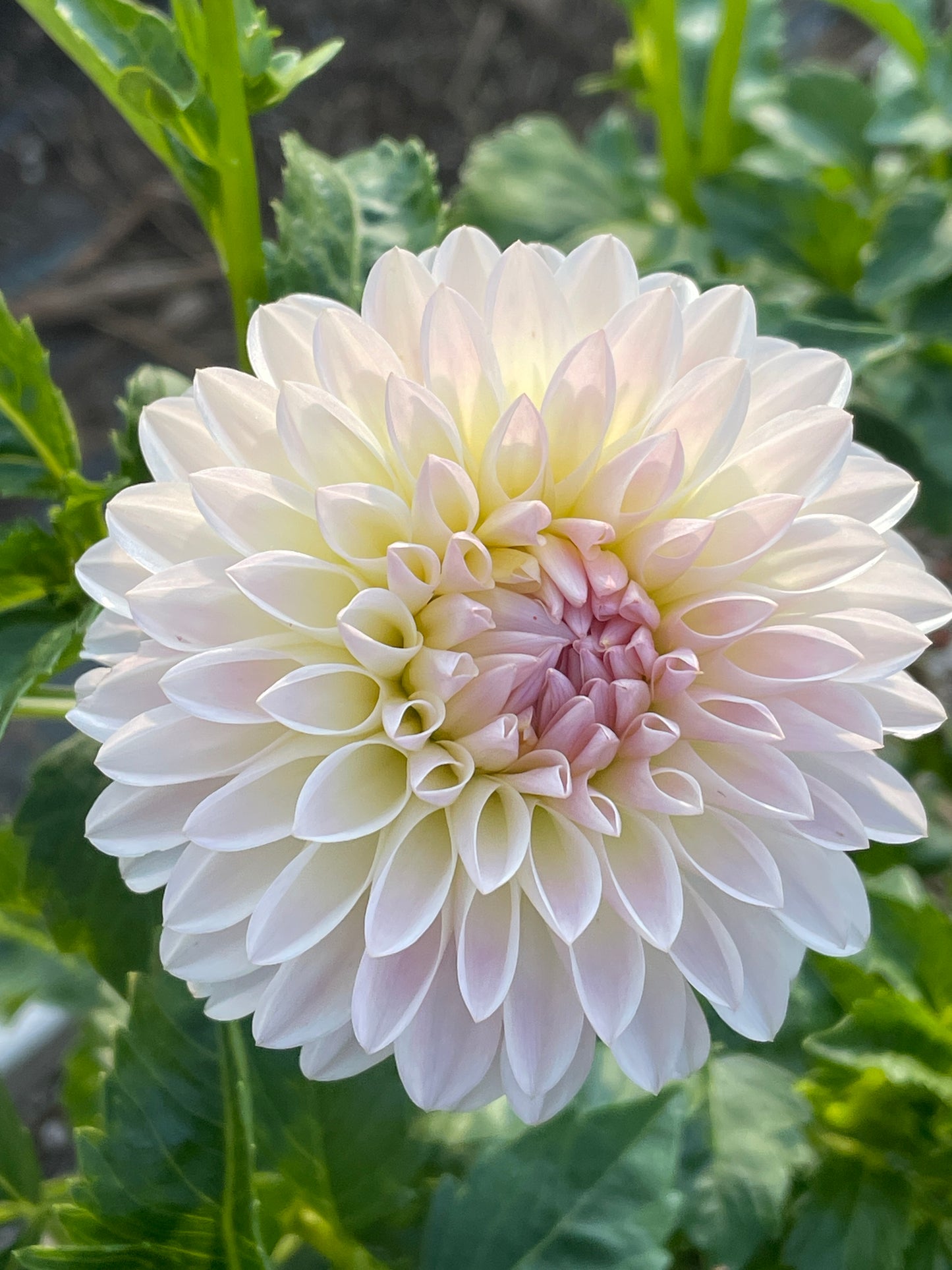 Tahoma Stellar Feller