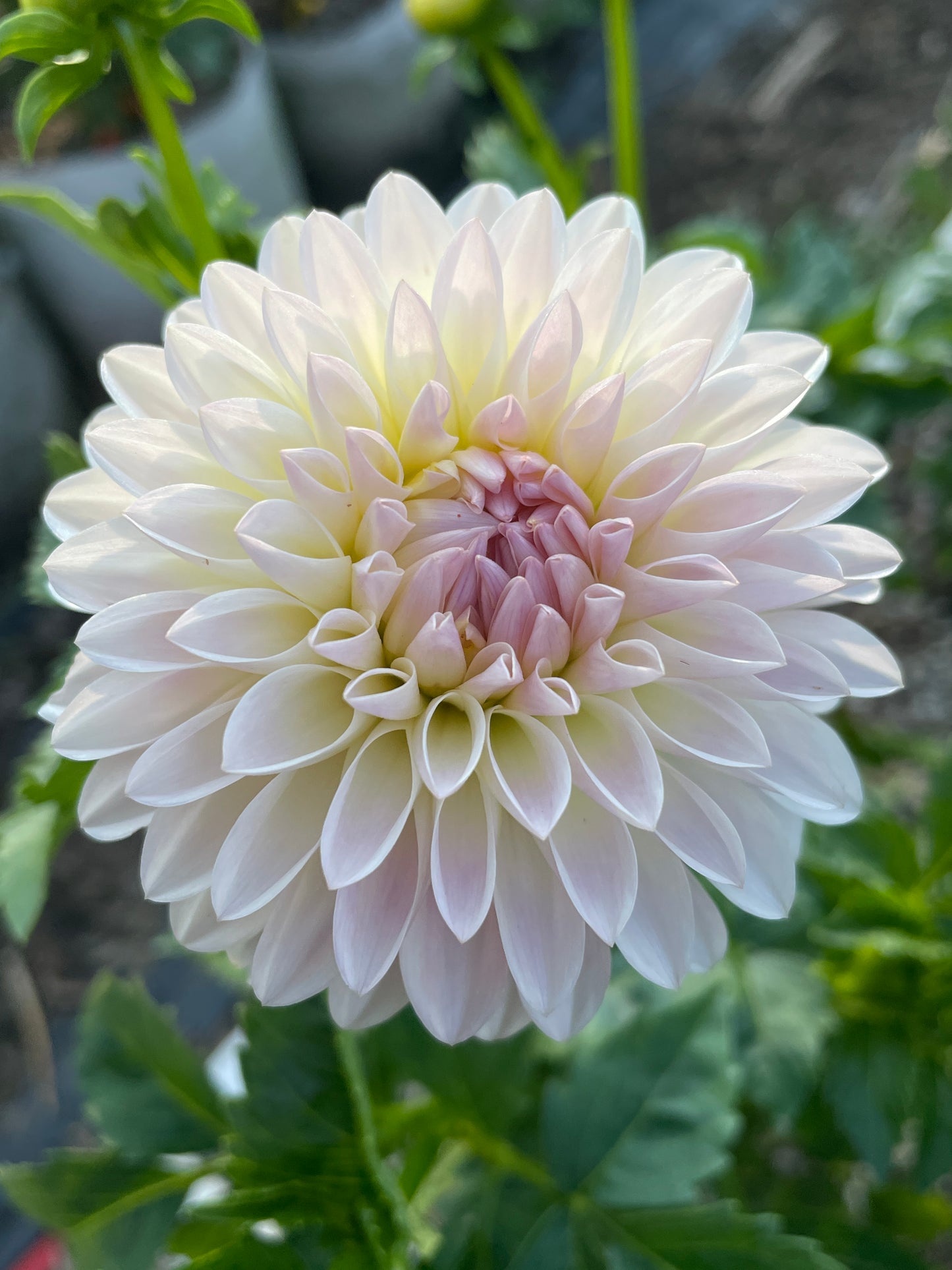 Tahoma Stellar Feller