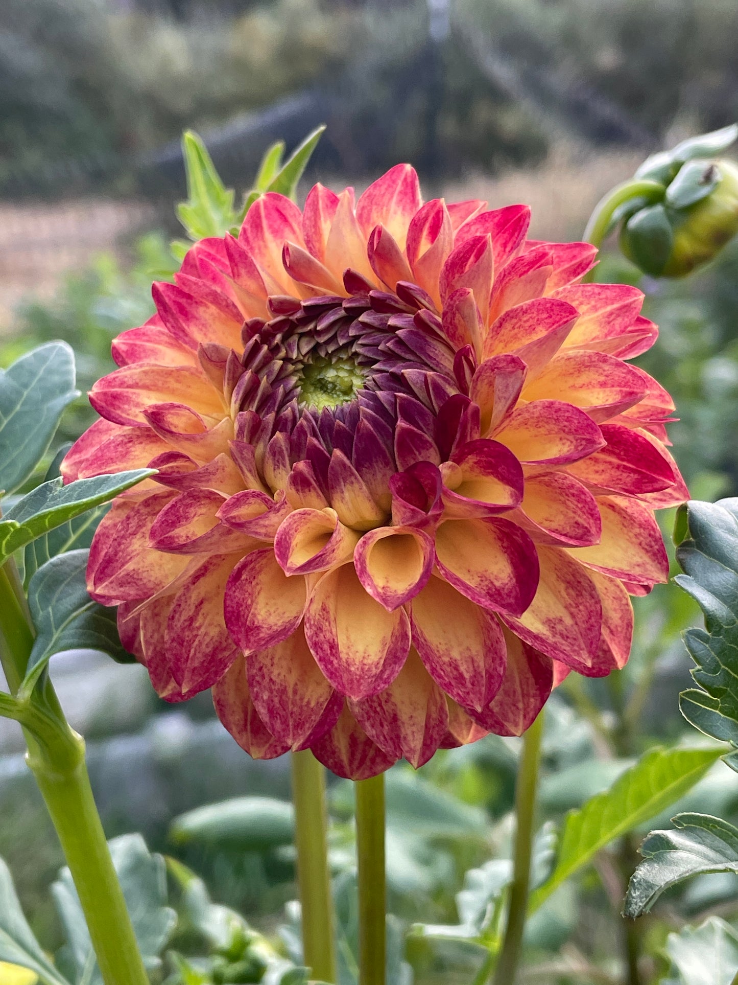 Tahoma Vivian