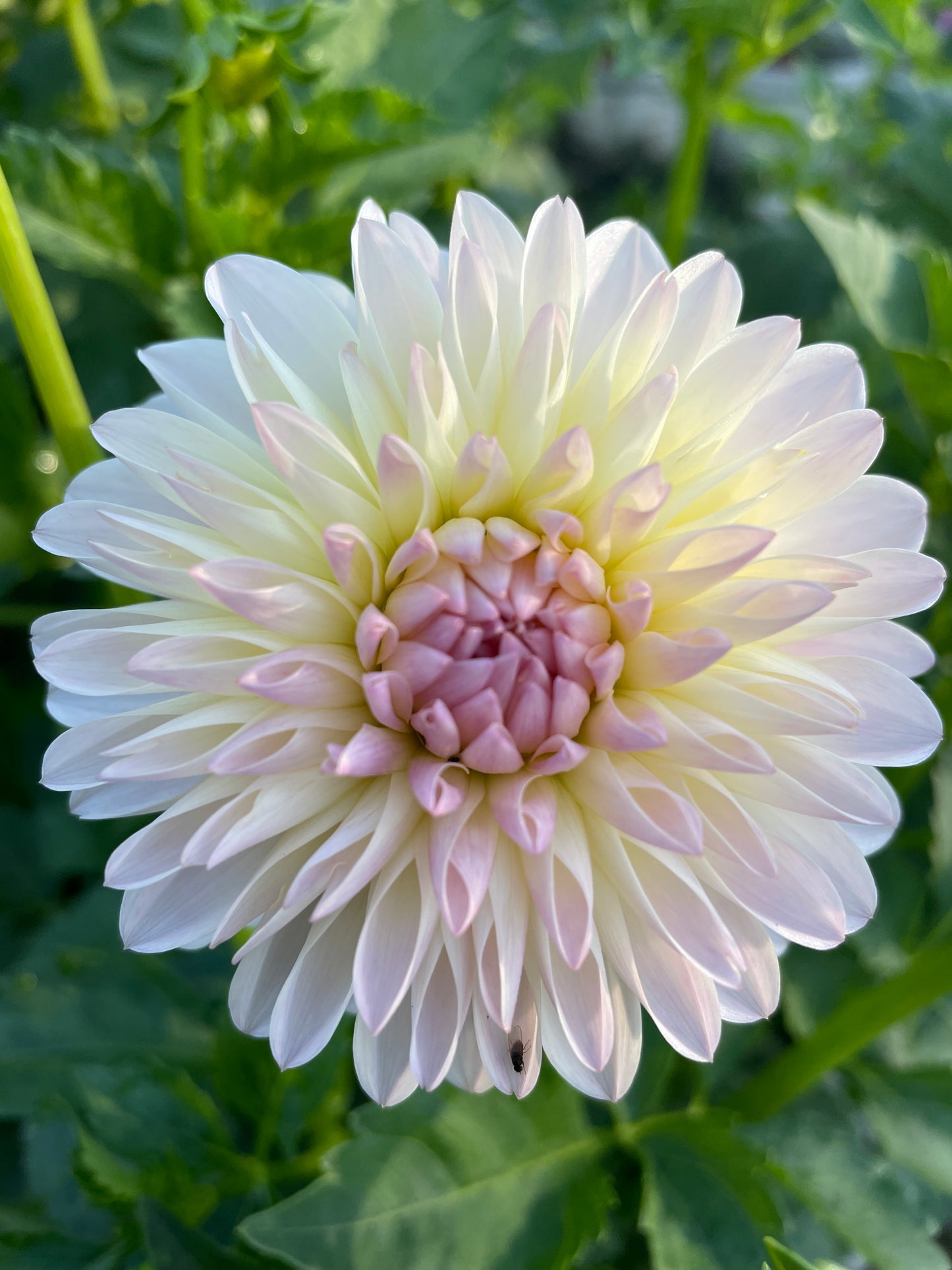 Tahoma Stellar Feller