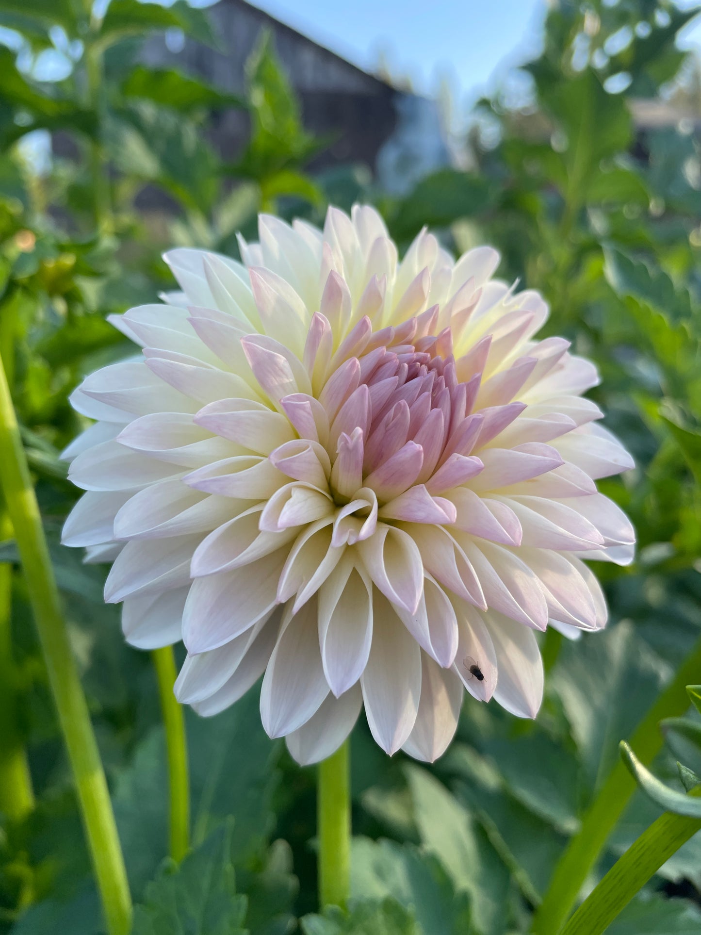 Tahoma Stellar Feller