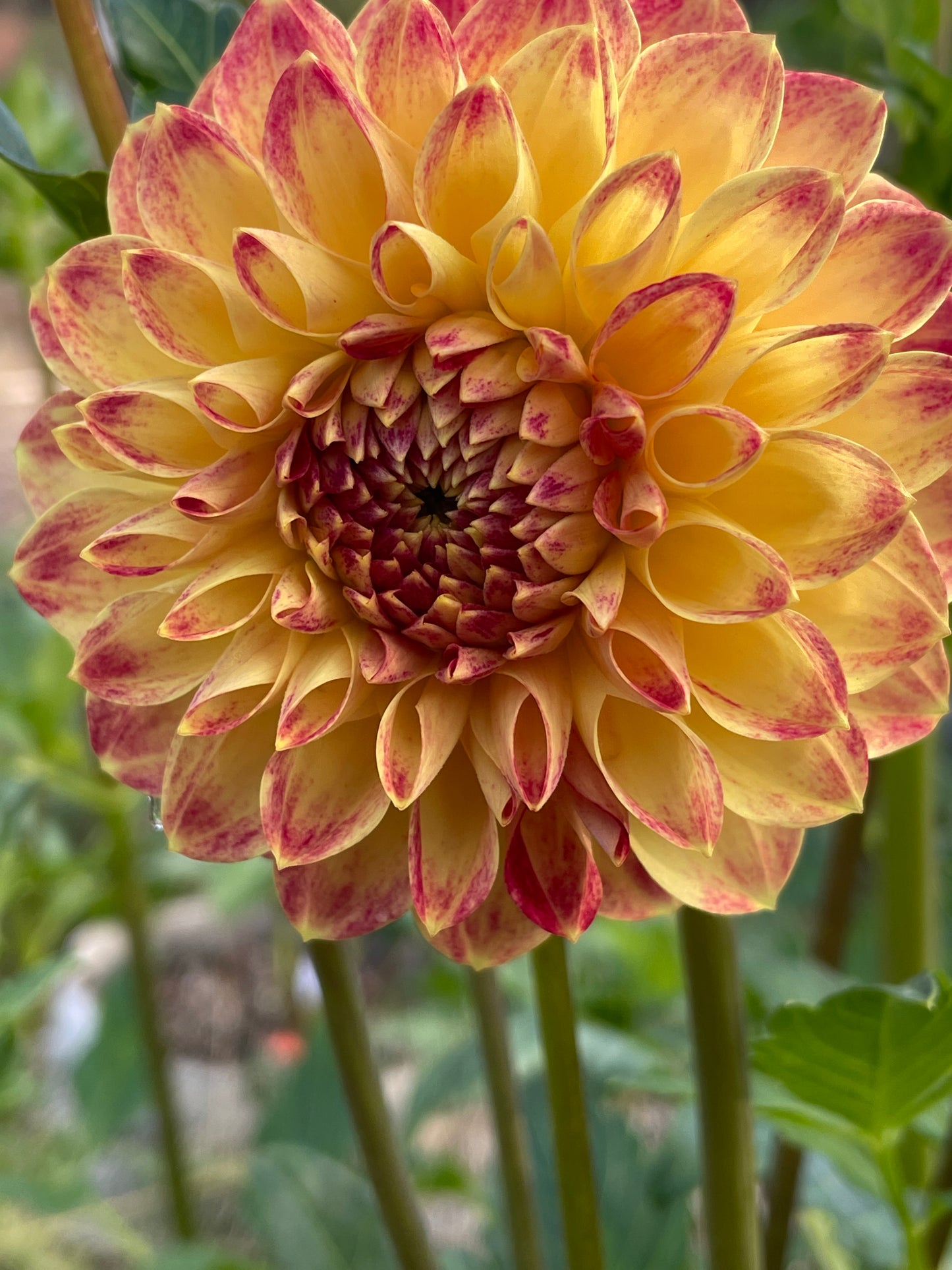 Tahoma Vivian