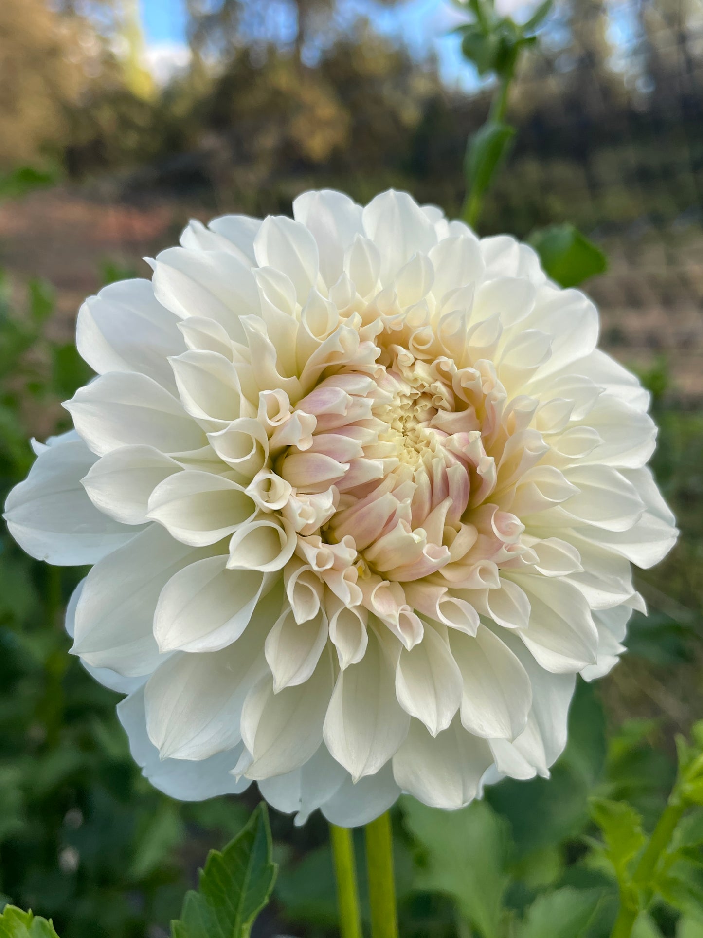 Irish Ruffles