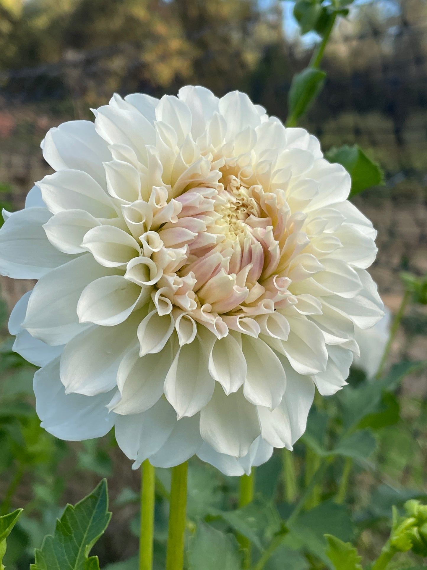 Irish Ruffles