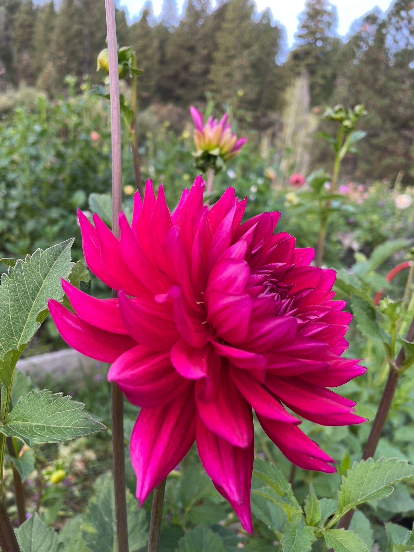 Hollyhill Pandora