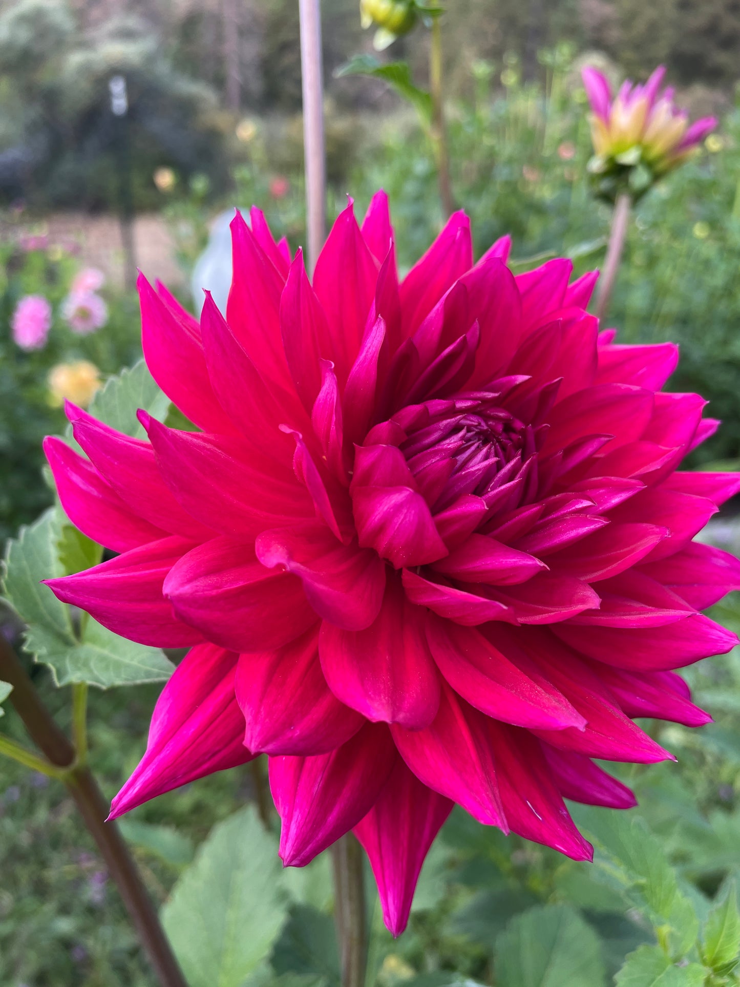 Hollyhill Pandora
