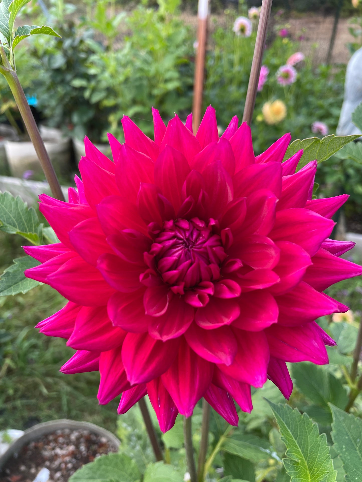 Hollyhill Pandora