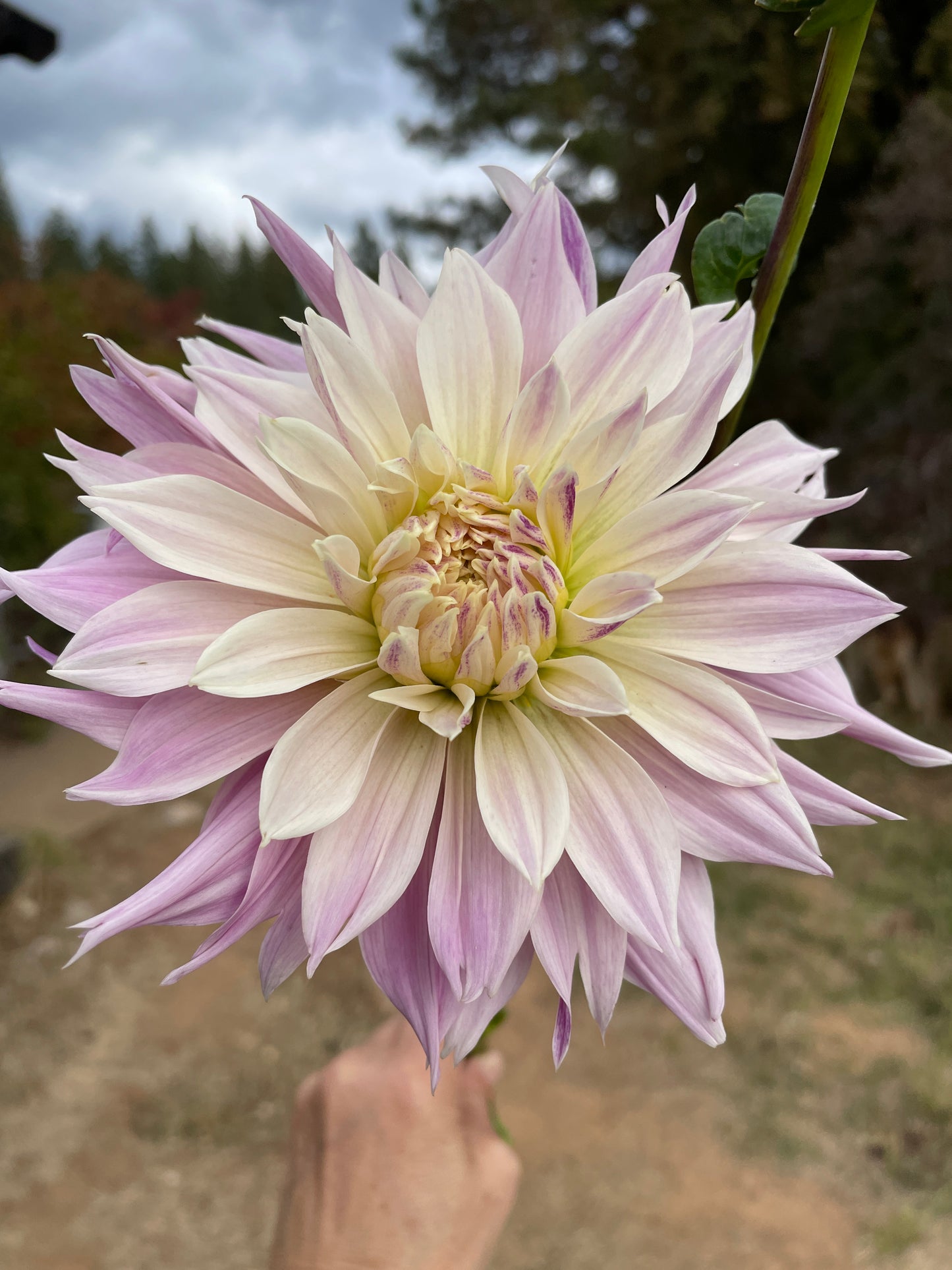Labyrinth Two-tone