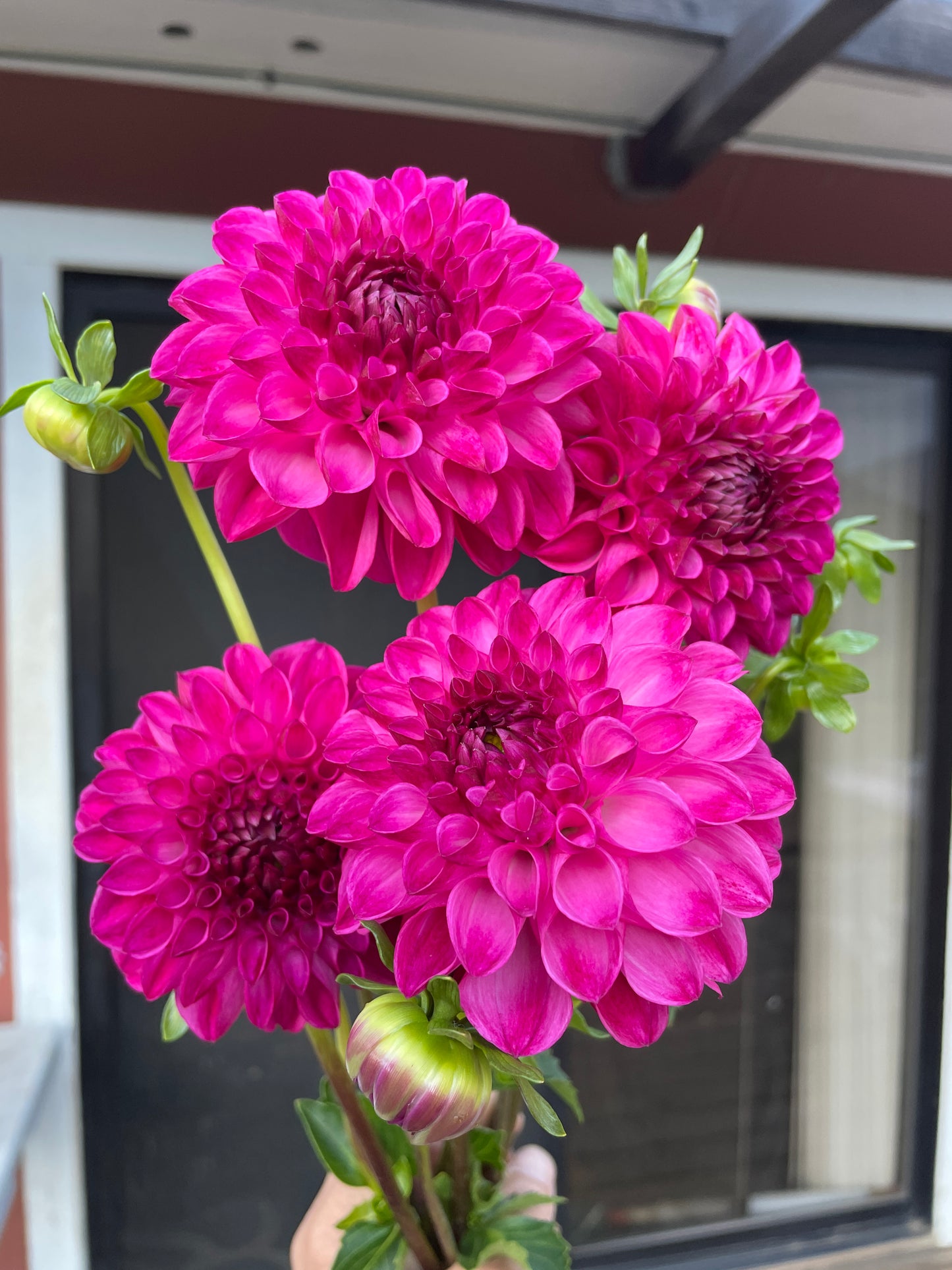 JS Dorothy Rose
