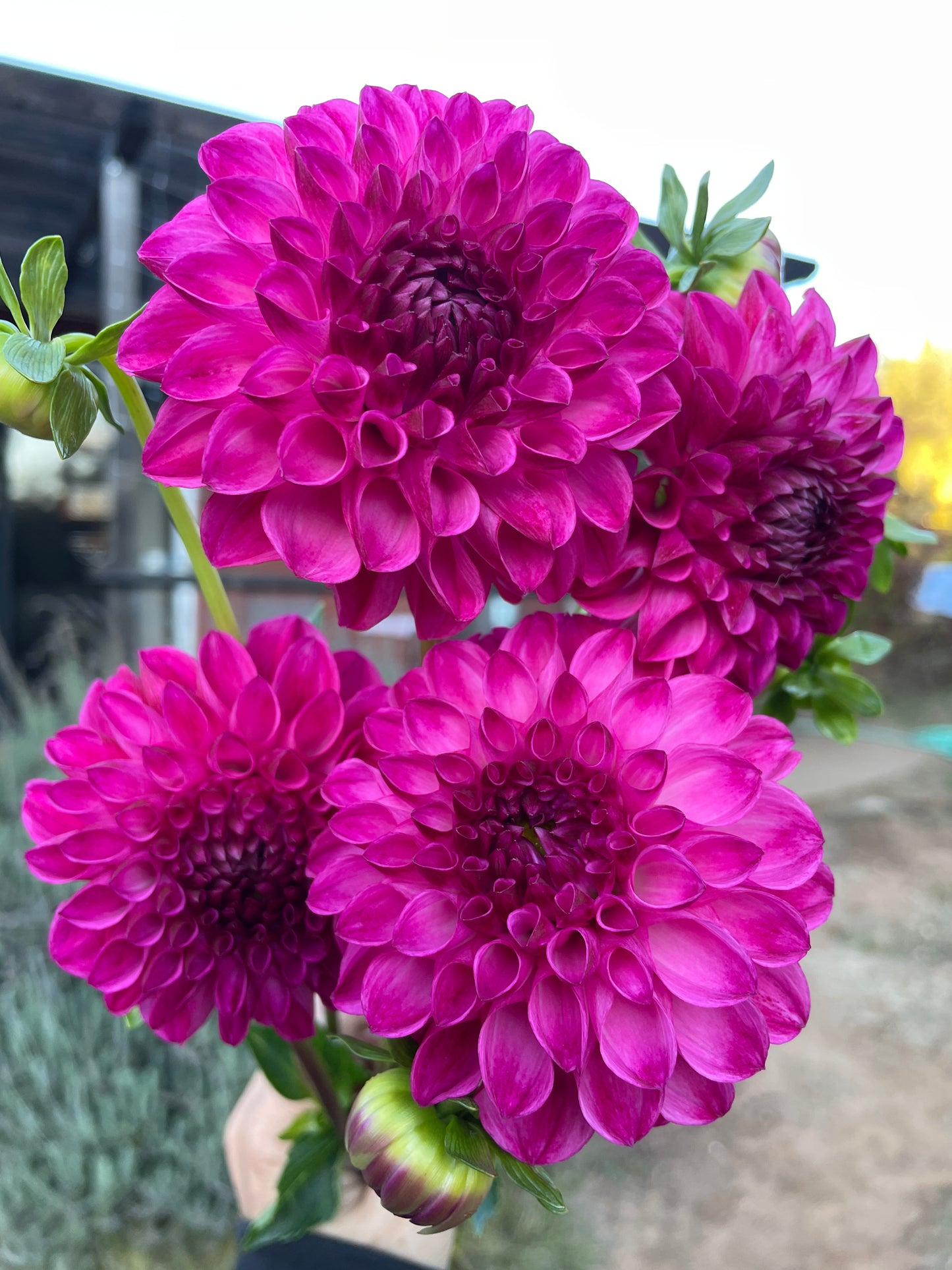 JS Dorothy Rose