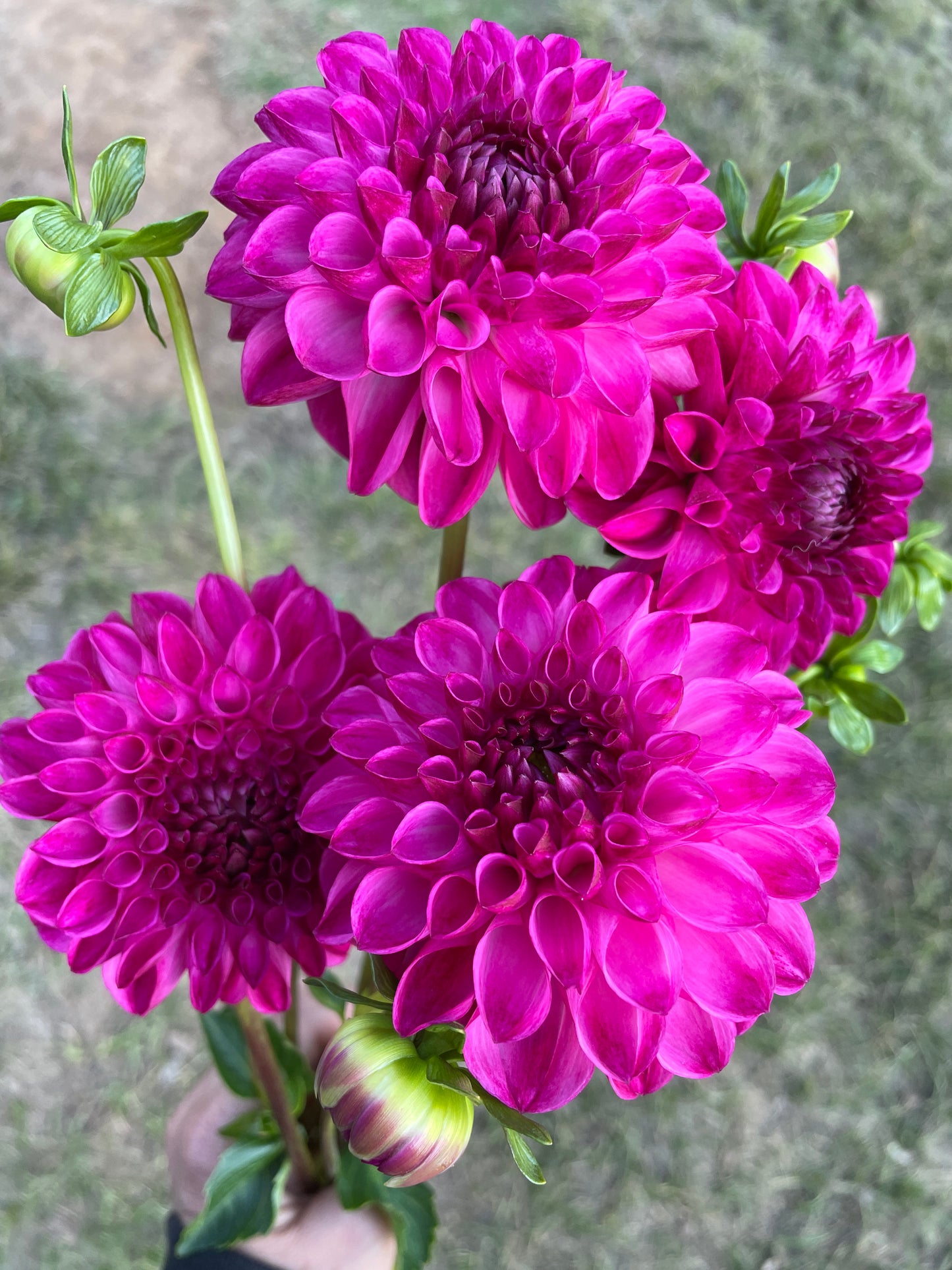 JS Dorothy Rose