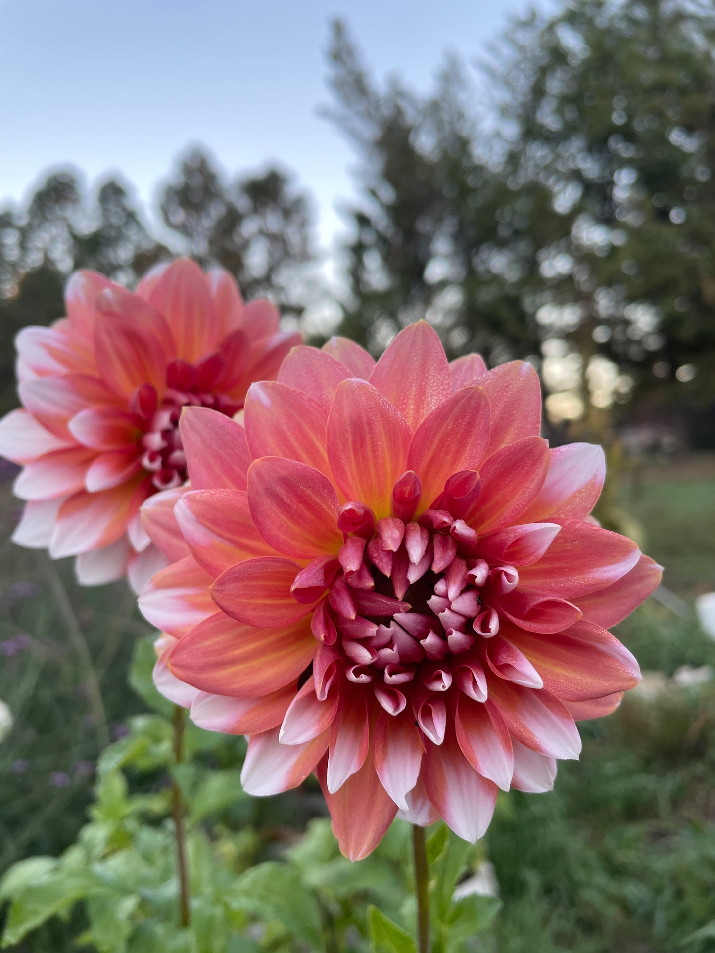 Jean Dearstyne 5 pack