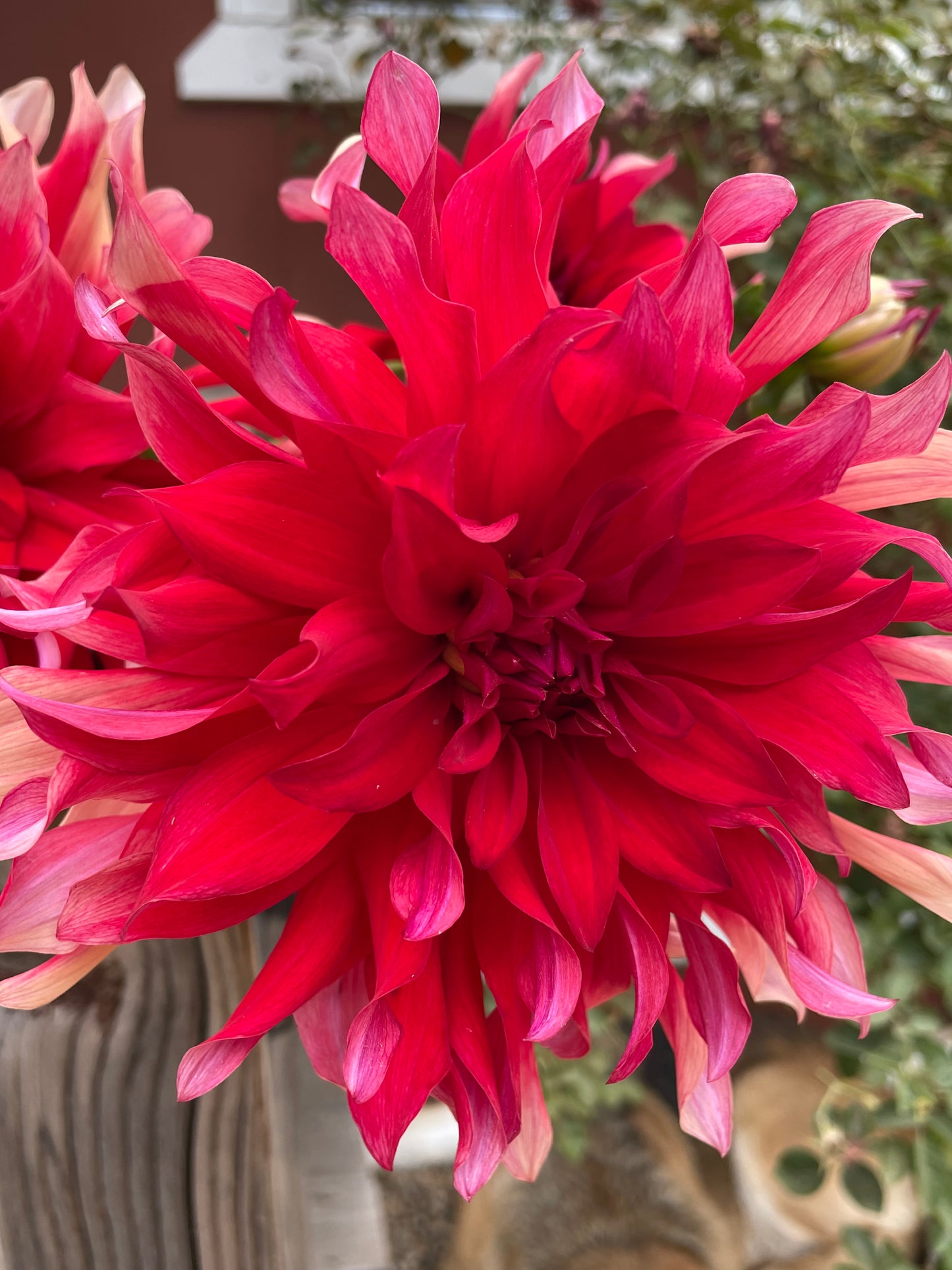 Red Labyrinth