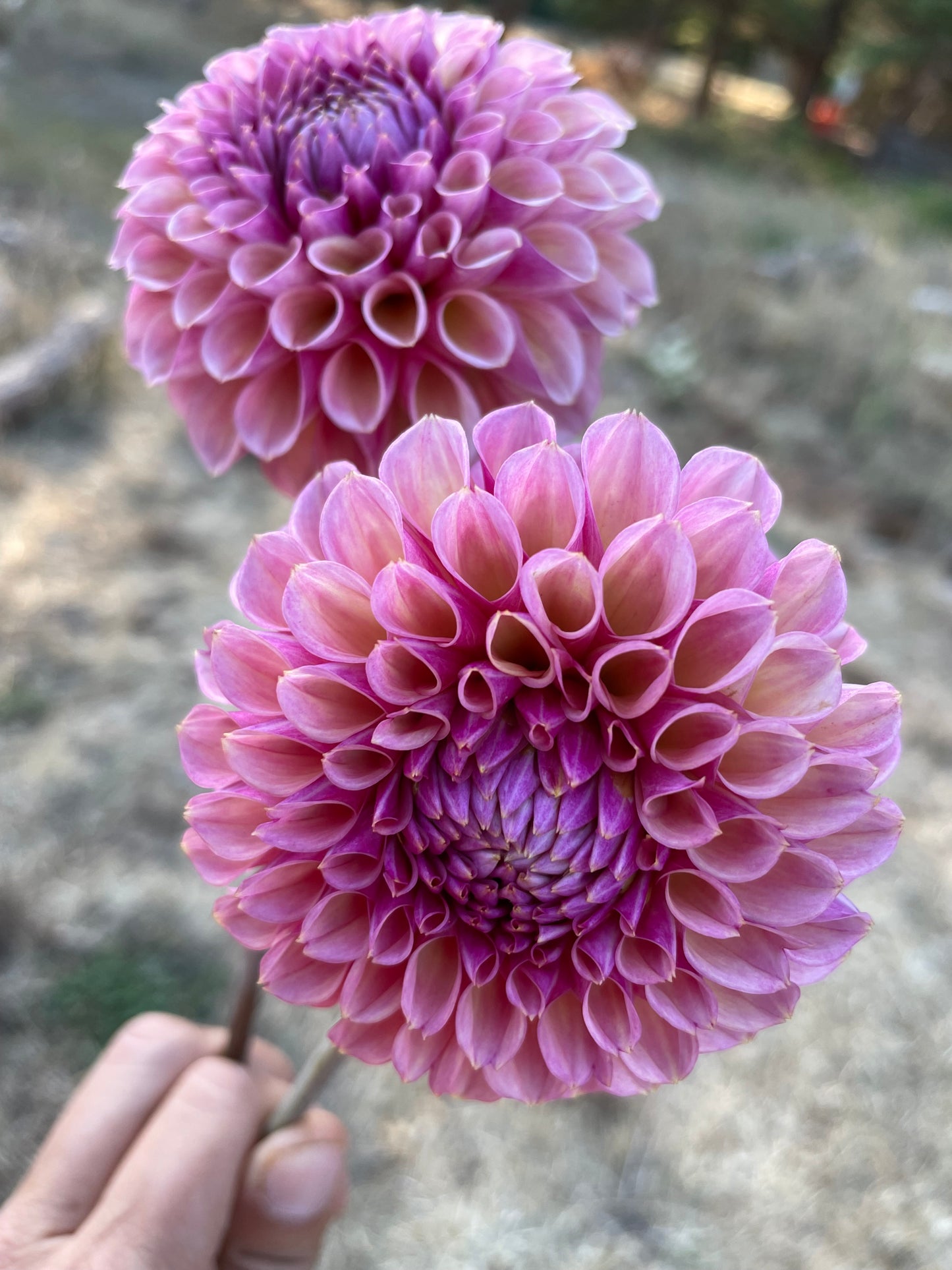 Bracken Rose