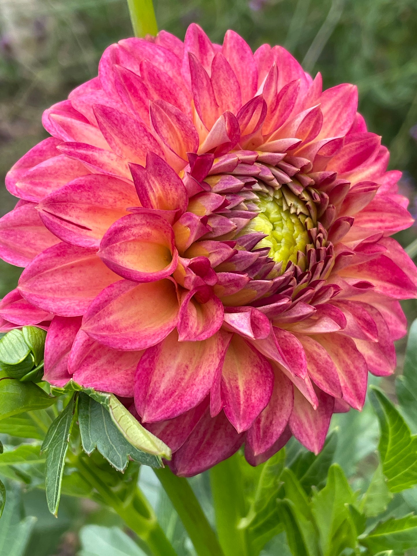 Tahoma Vivian