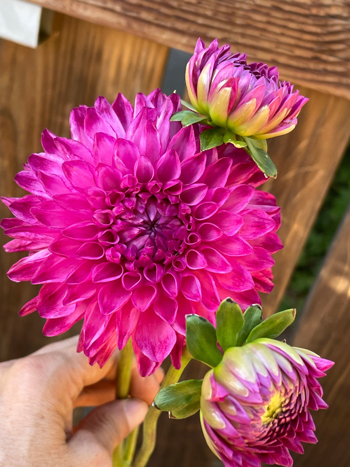 JS Dorothy Rose