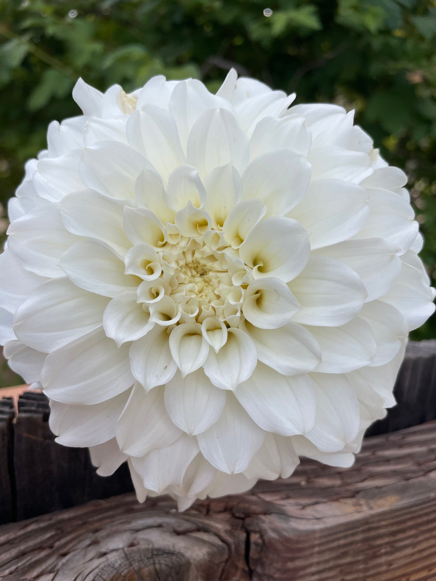Irish Ruffles