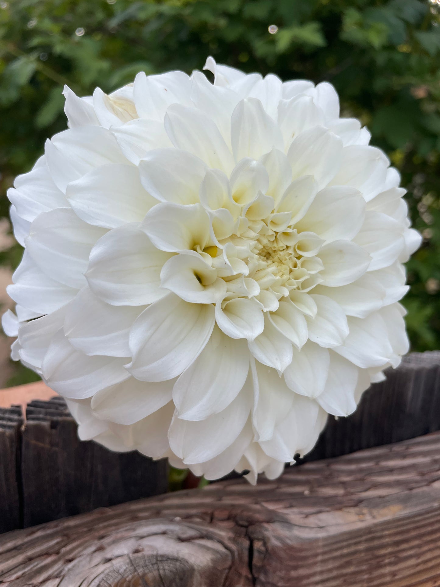 Irish Ruffles