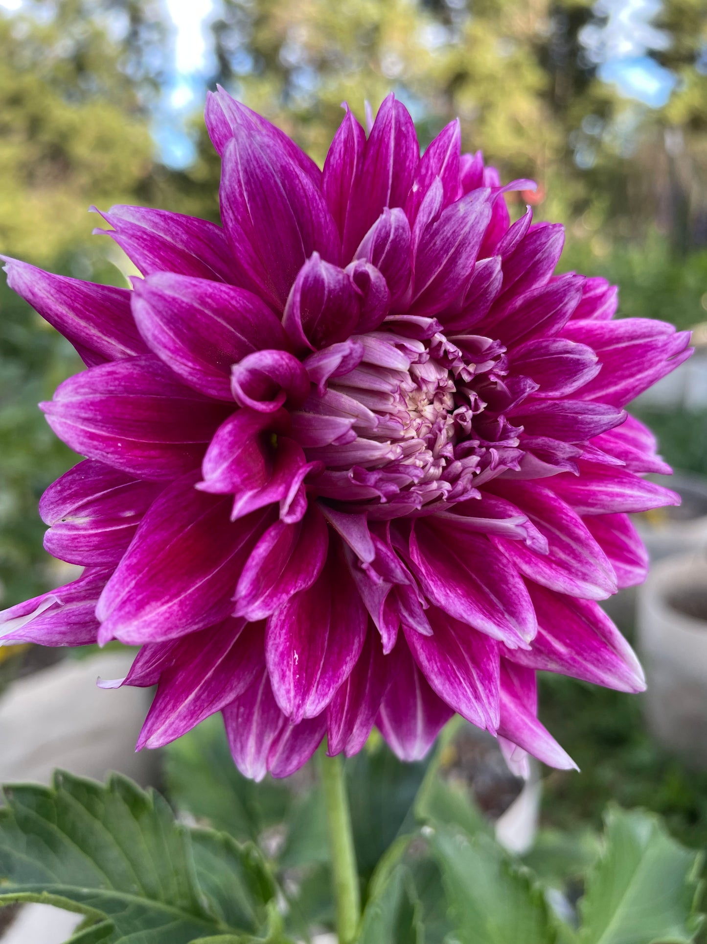 Bloomquist Euphoric