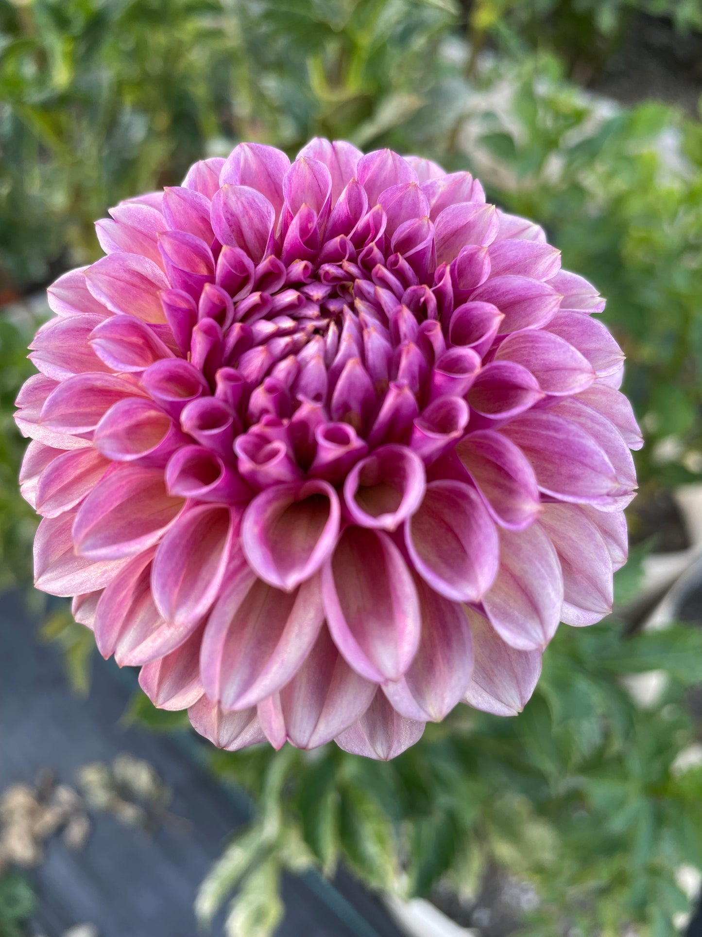 Bracken Rose