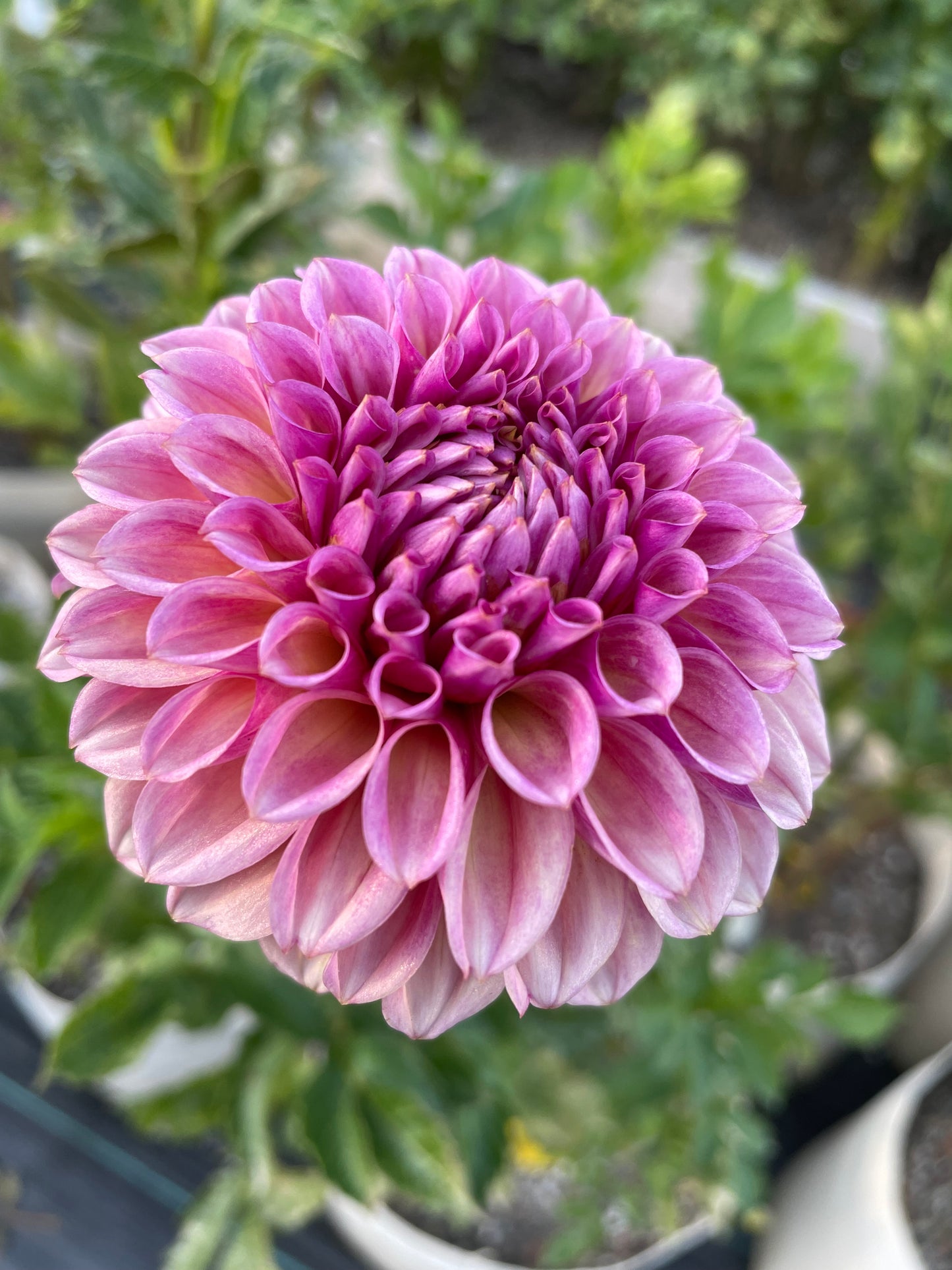 Bracken Rose