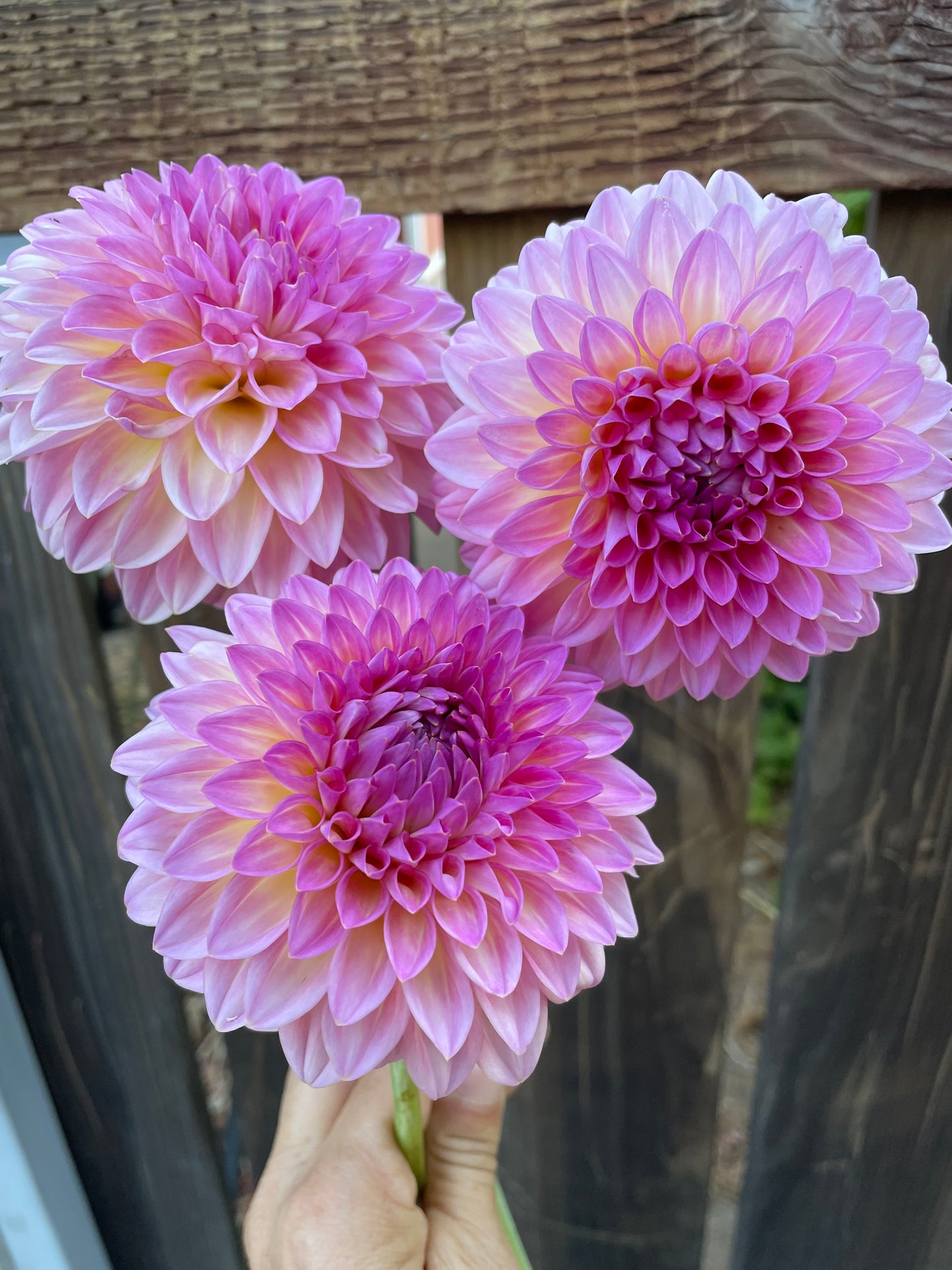 Pink Suffusion
