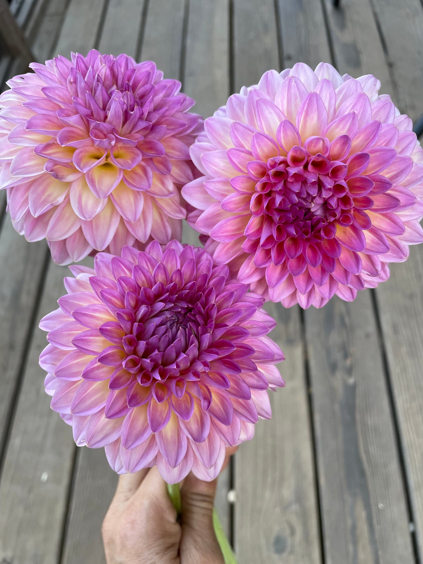 Pink Suffusion