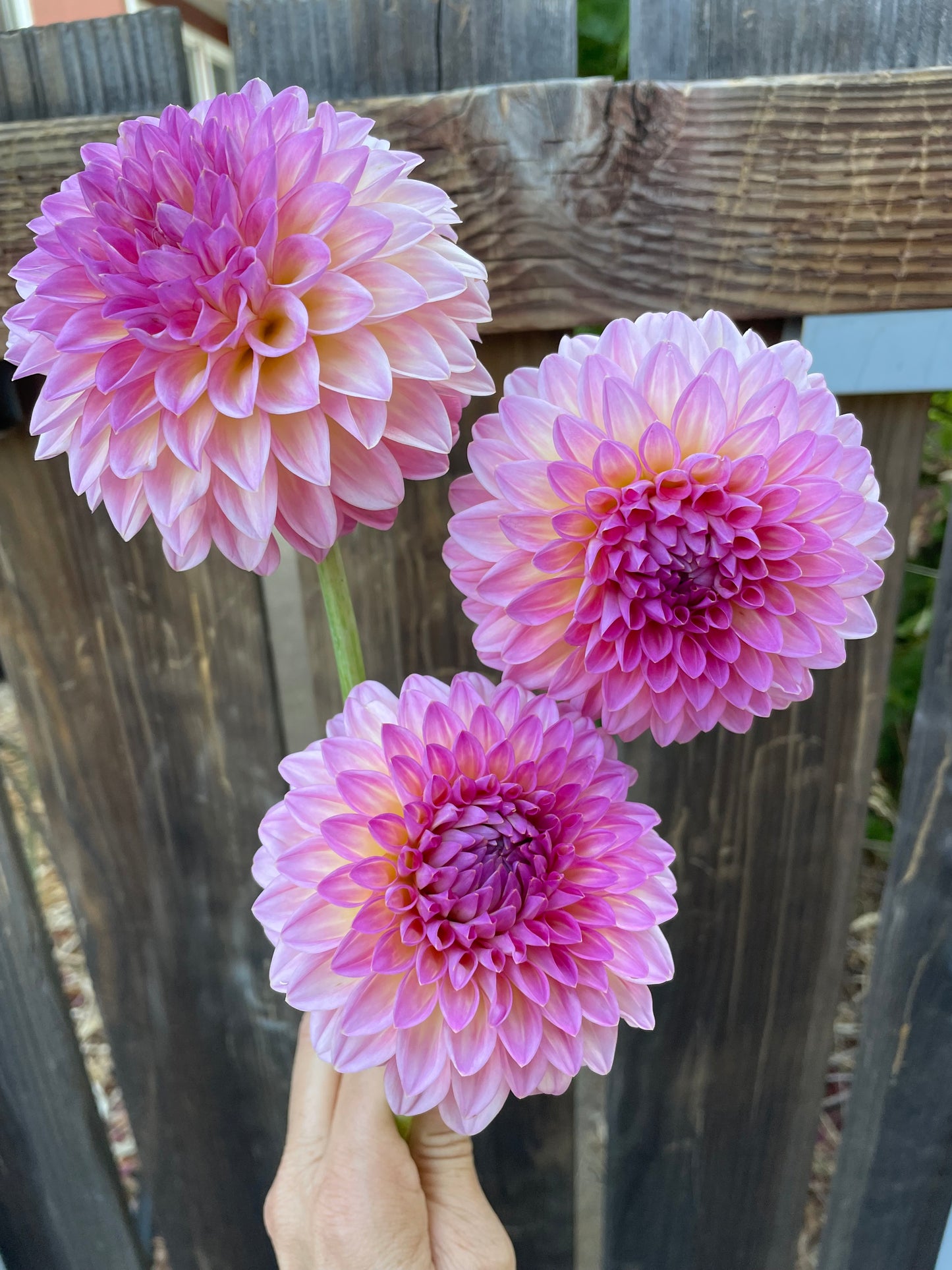 Pink Suffusion
