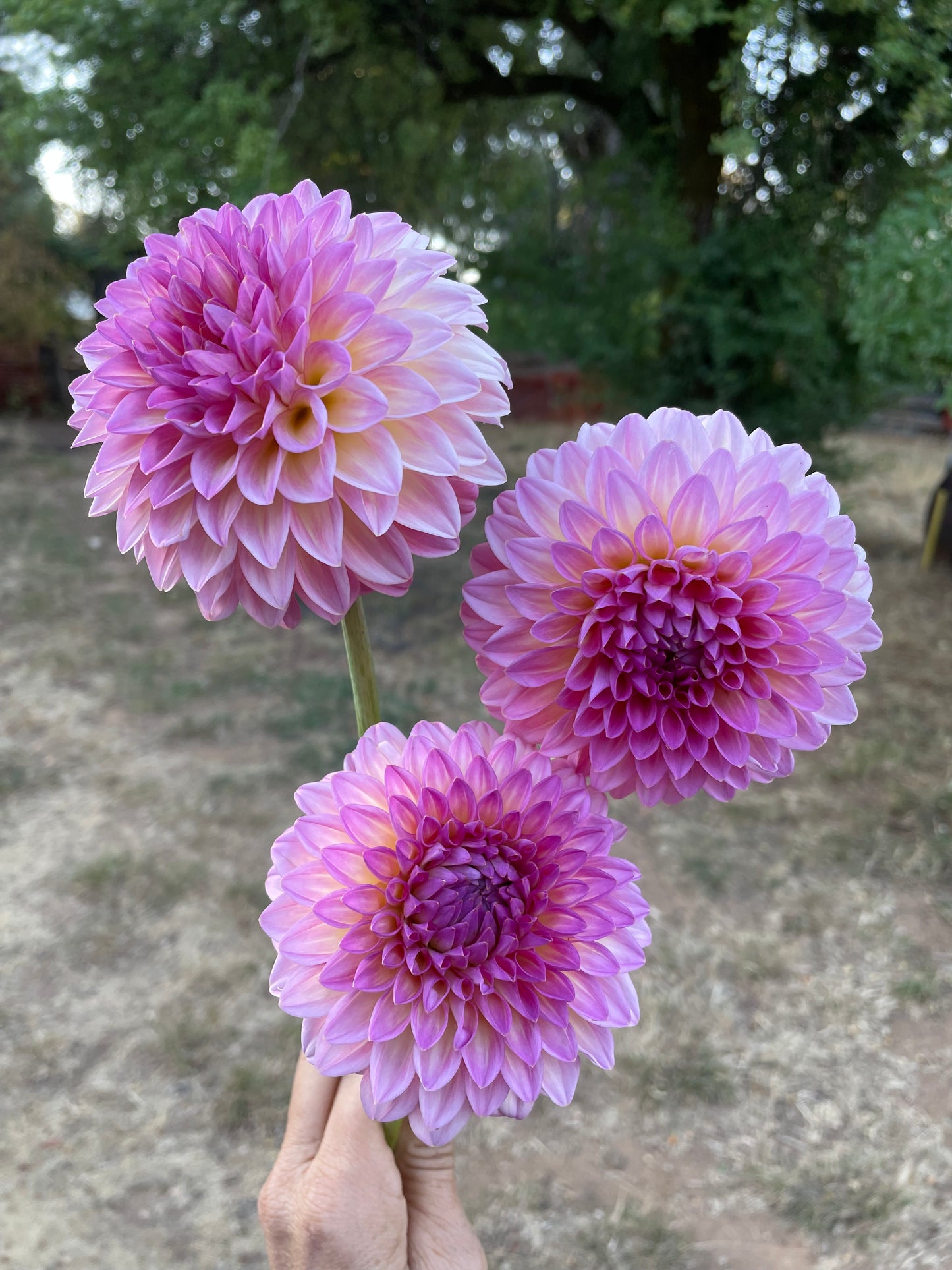 Pink Suffusion