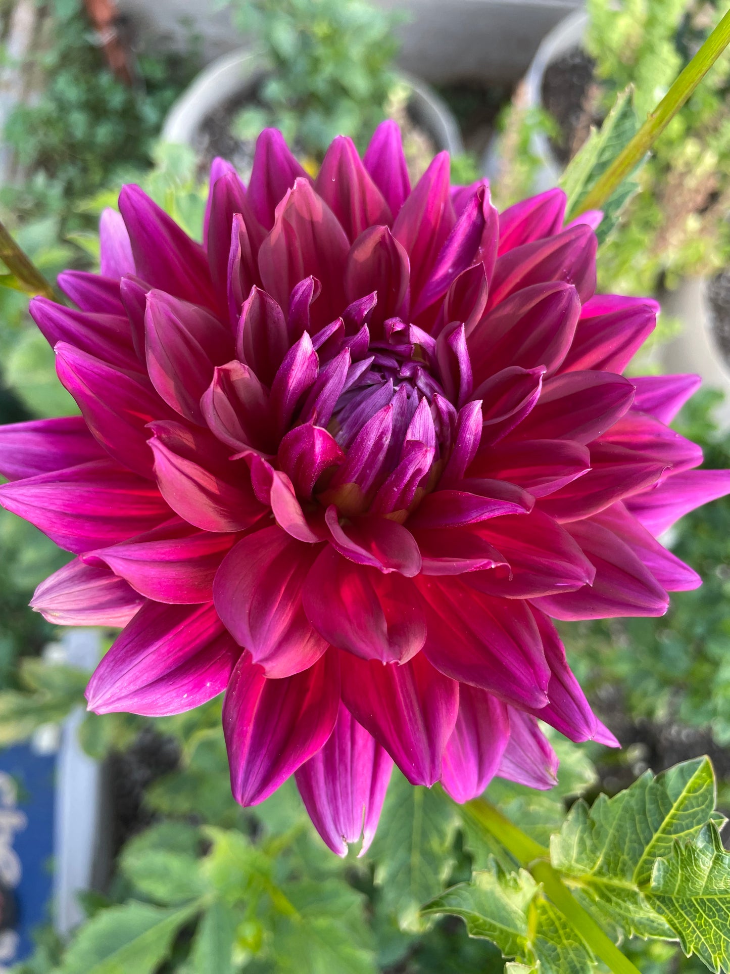Hollyhill Pandora