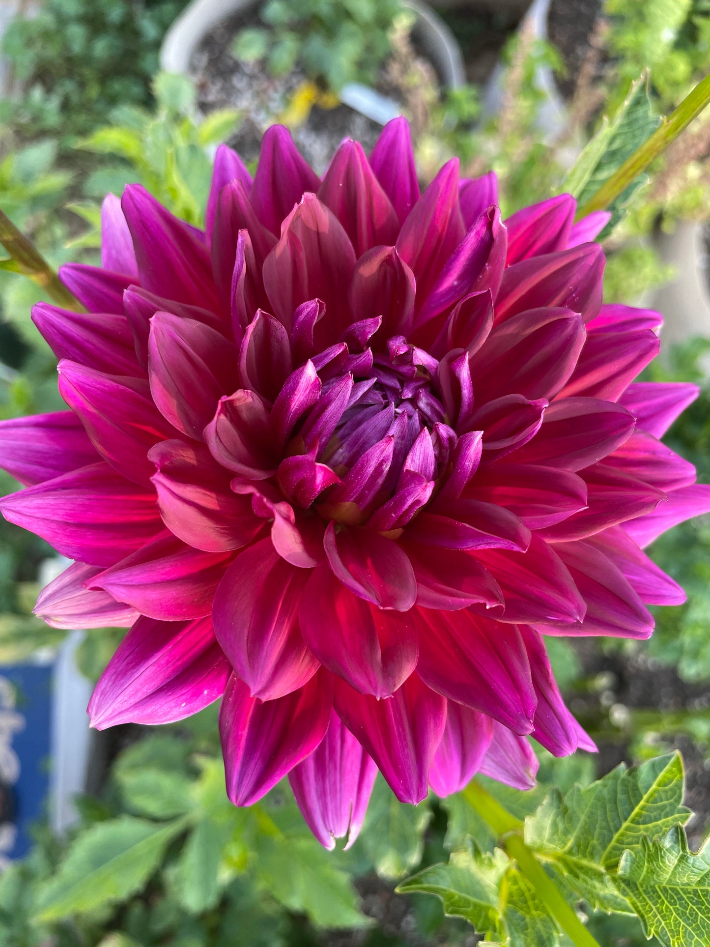 Hollyhill Pandora