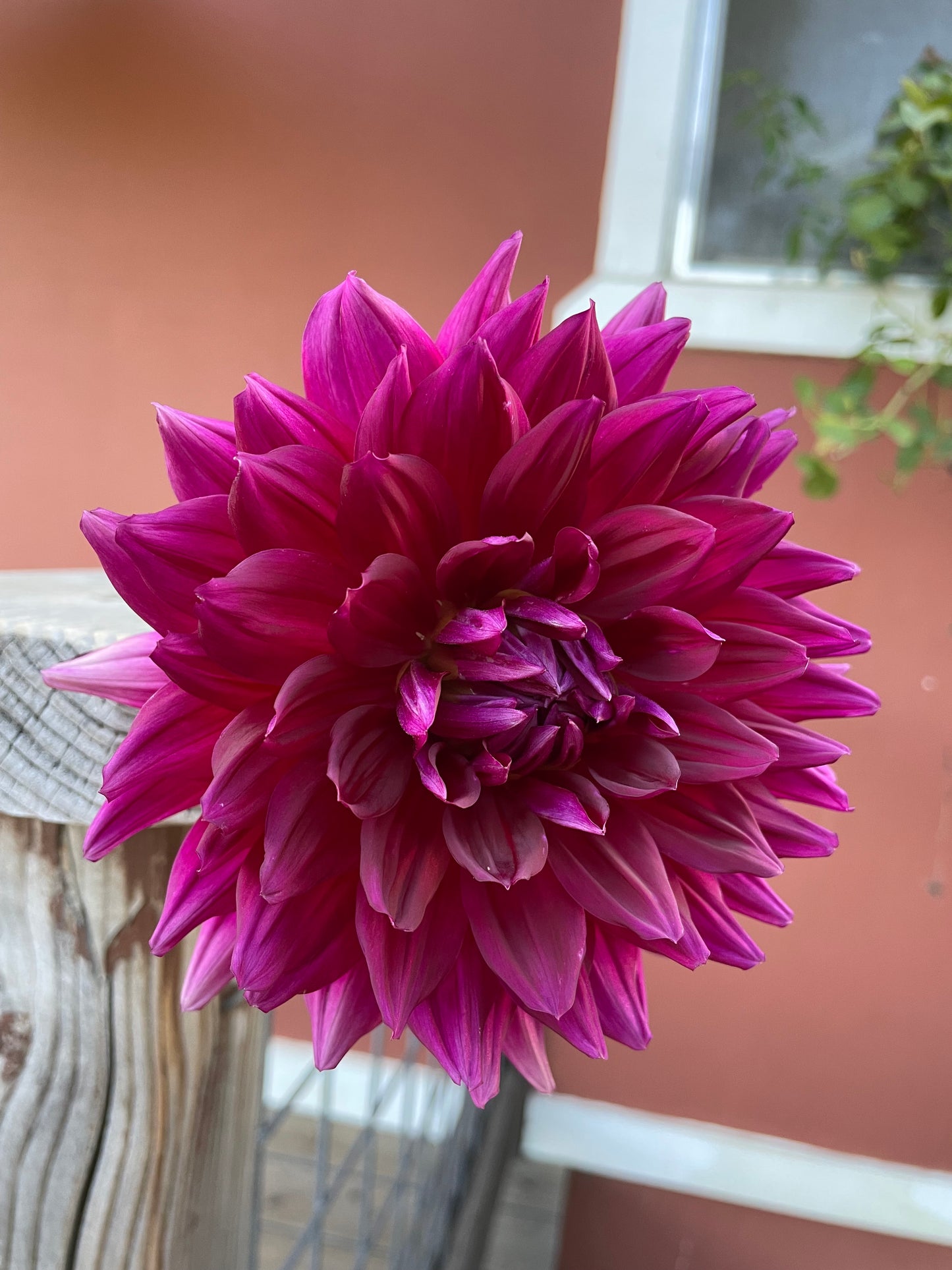 Hollyhill Pandora