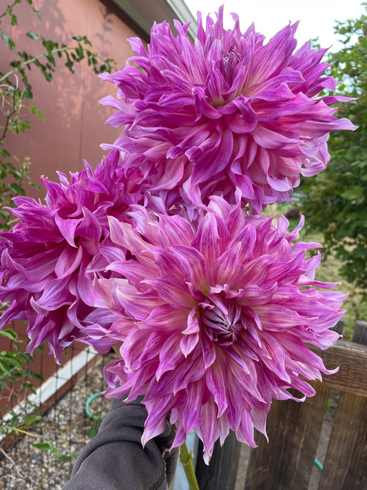 Penhill Dark Monarch