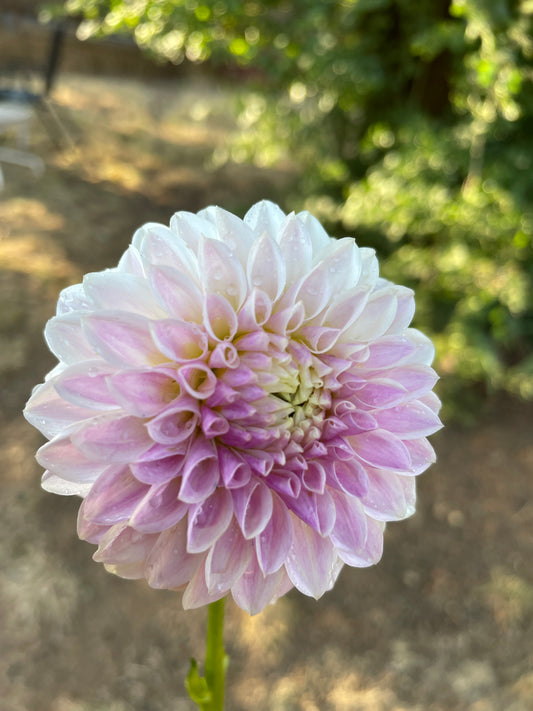 Tahoma Kelli
