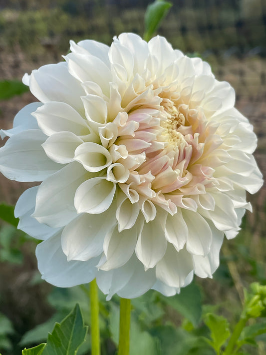 Irish Ruffles