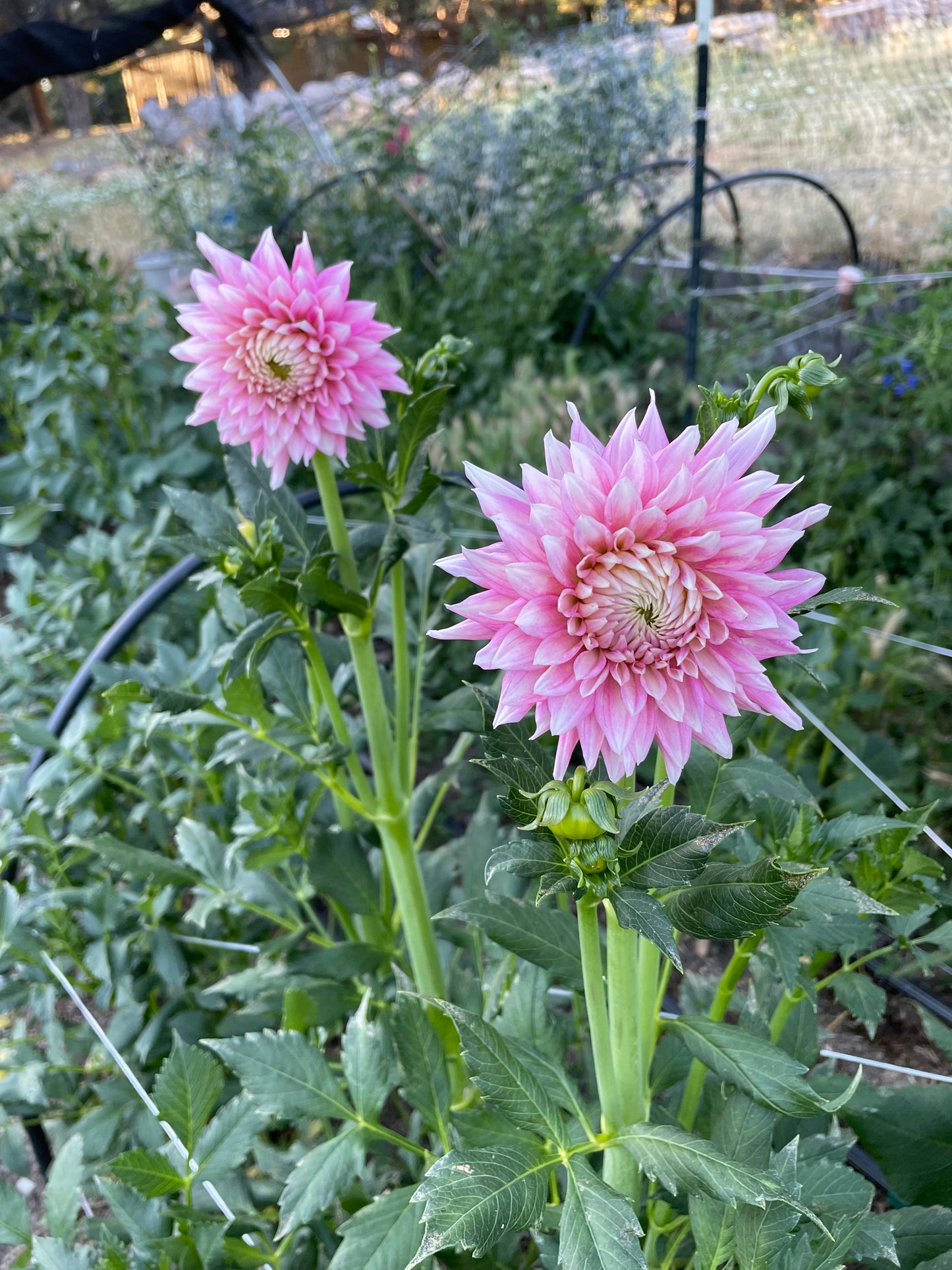 Bloomquist Daniella
