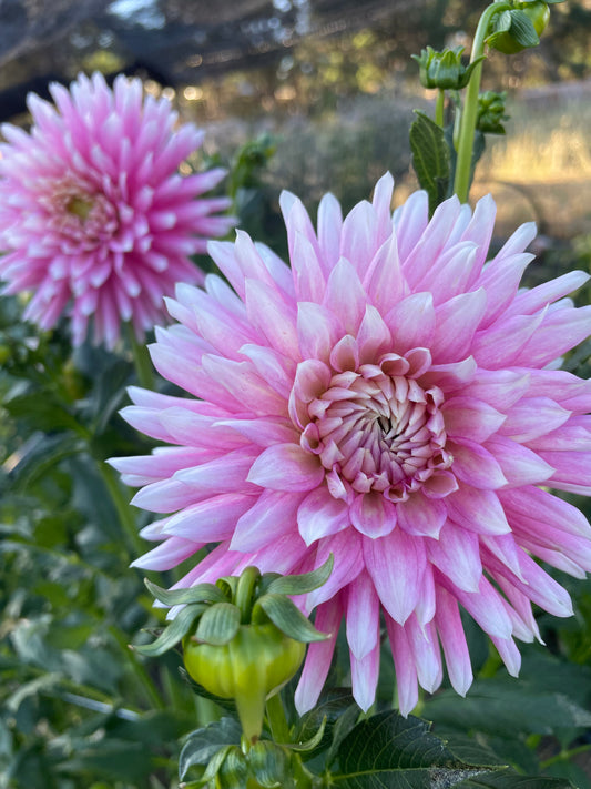 Bloomquist Daniella