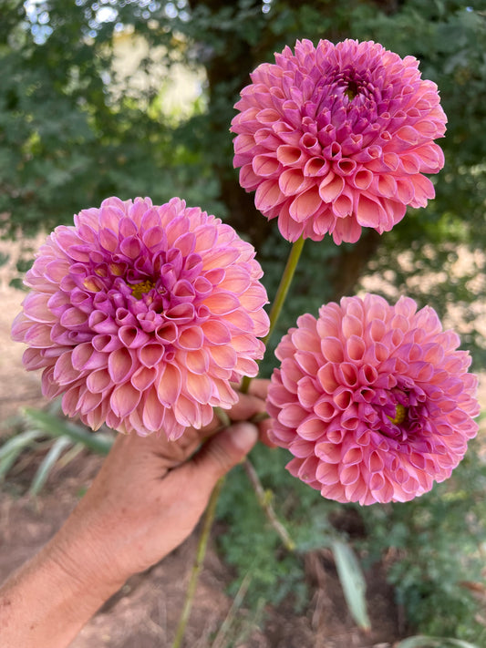Snoho Jo Jo
