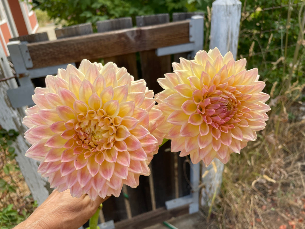 Hamilton Bee Hamilton Lillian – Bee Dreams Flower Farm