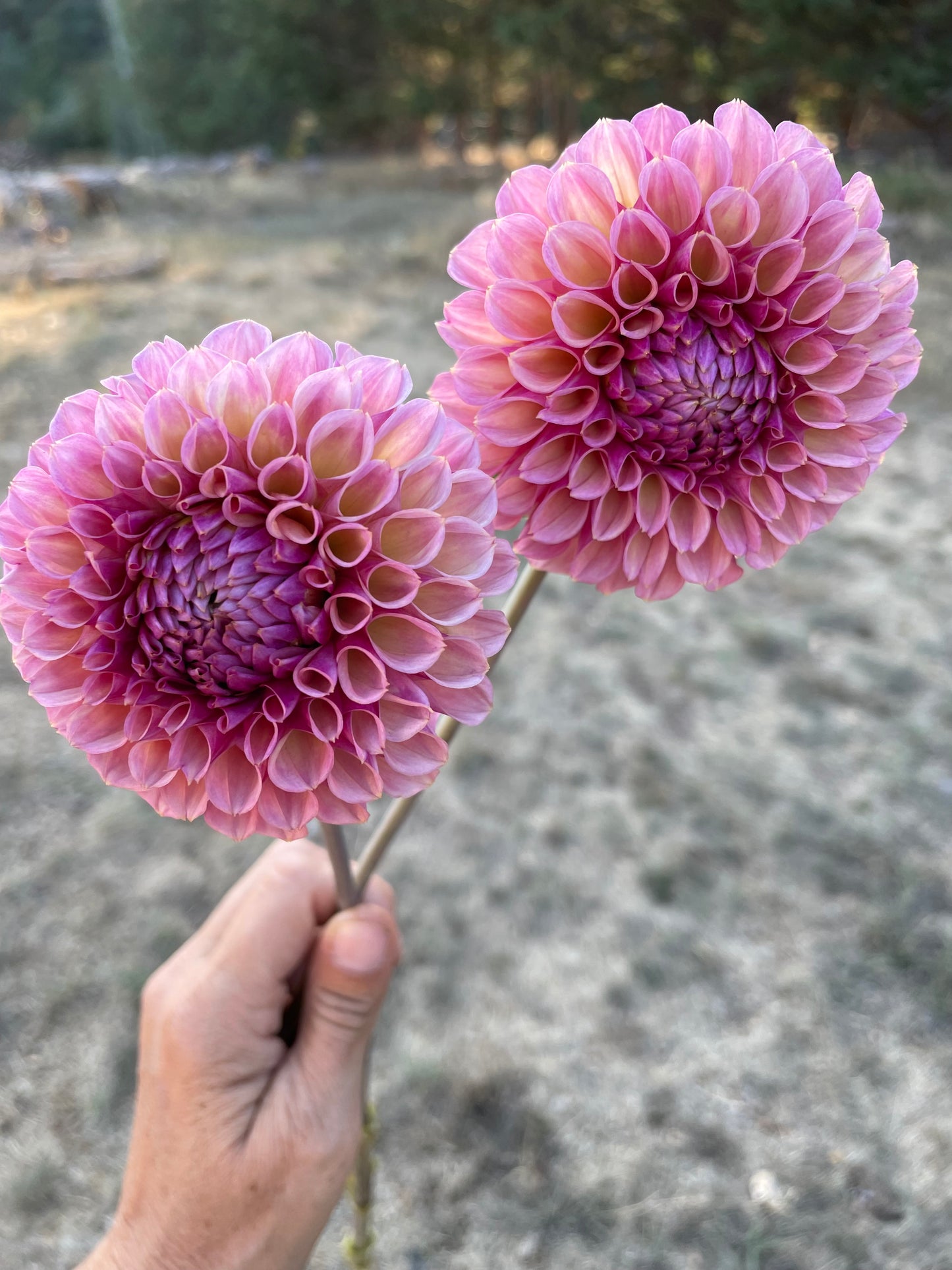 Bracken Rose
