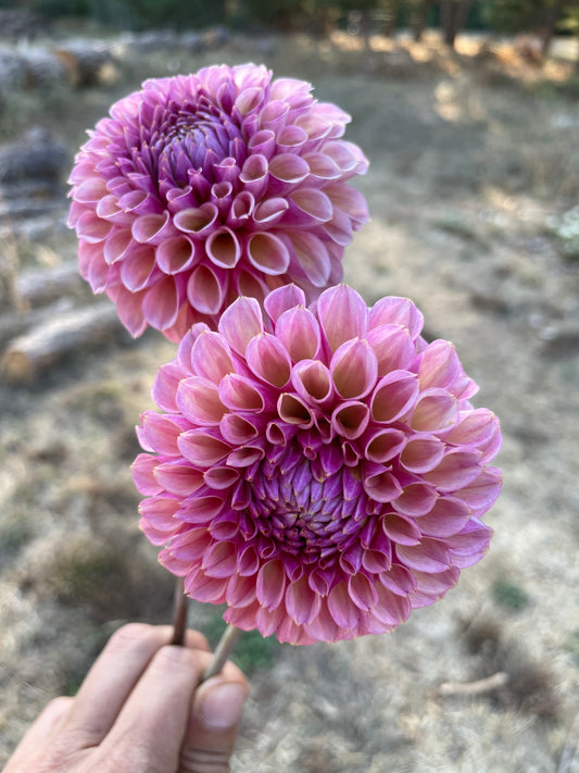 Bracken Rose