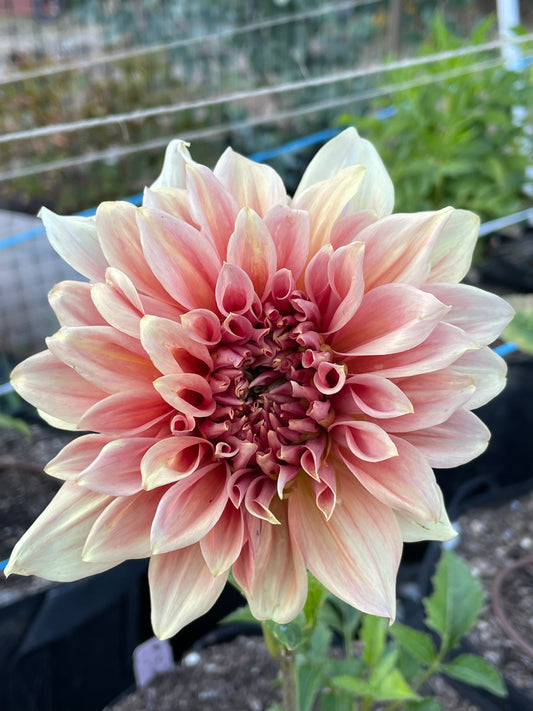 Sierra Glow