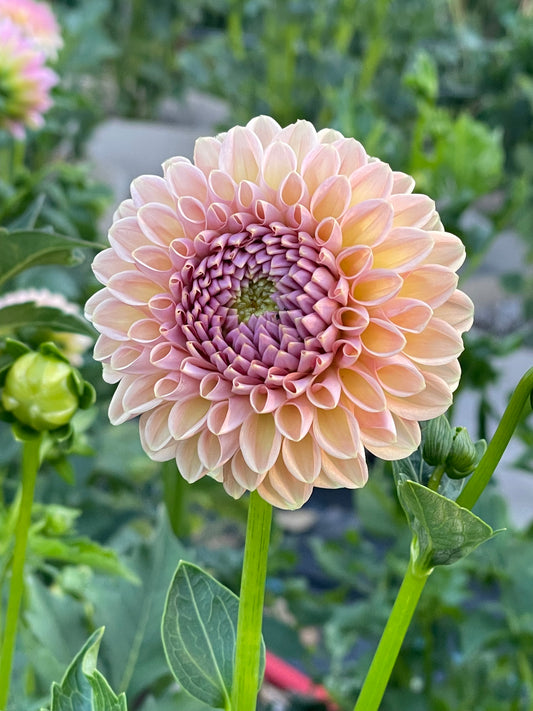 Valley Tawny